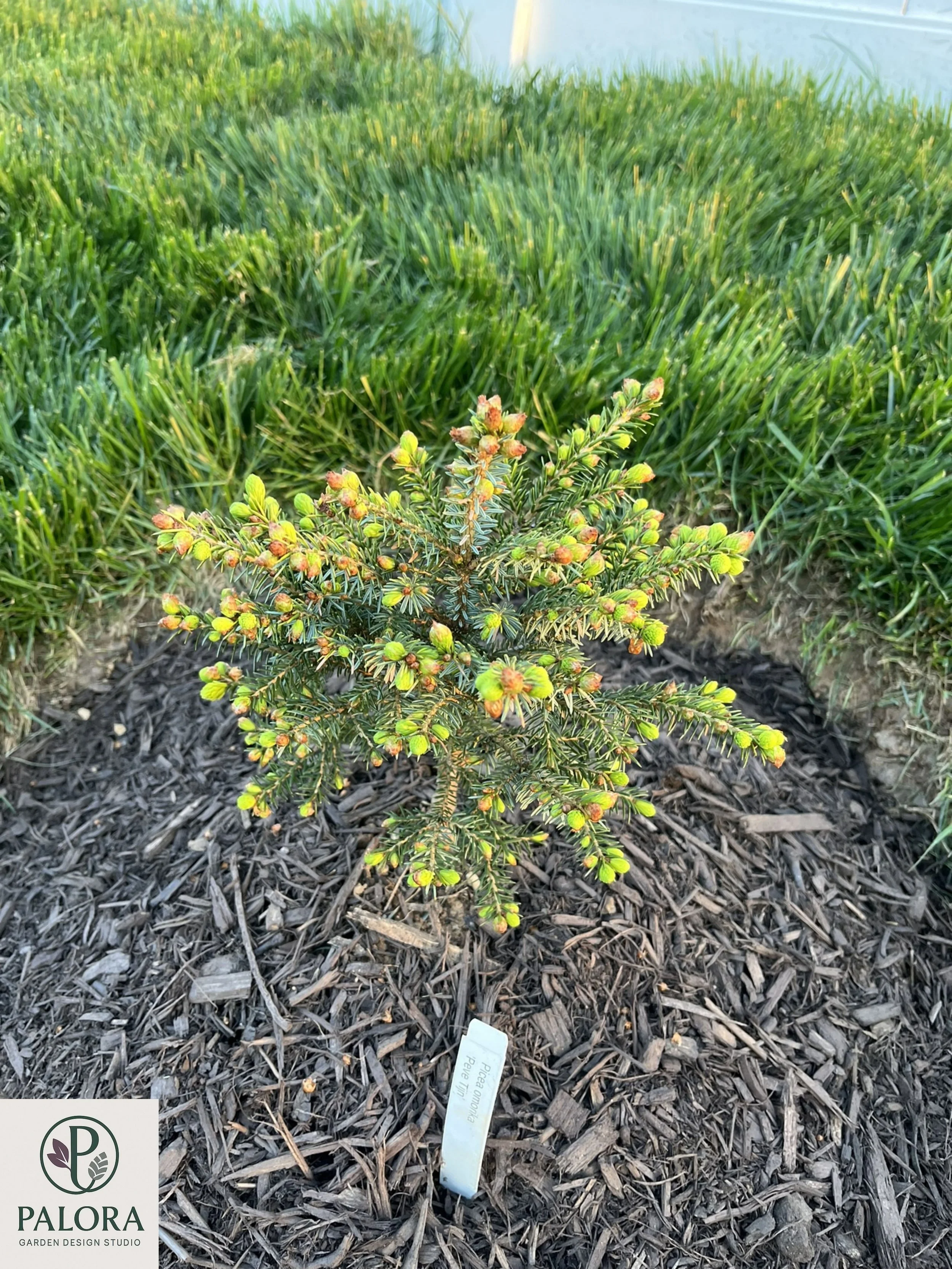 Picea_omorika 'Peve Tjin' (8).jpg