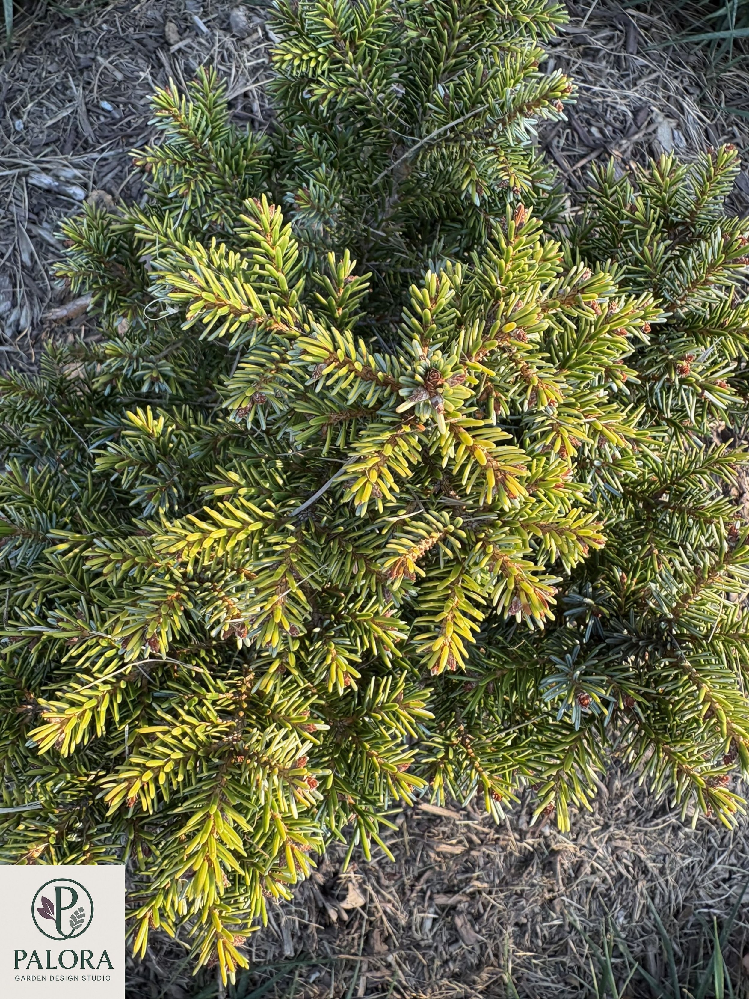Picea_omorika 'Peve Tjin' (7).jpg
