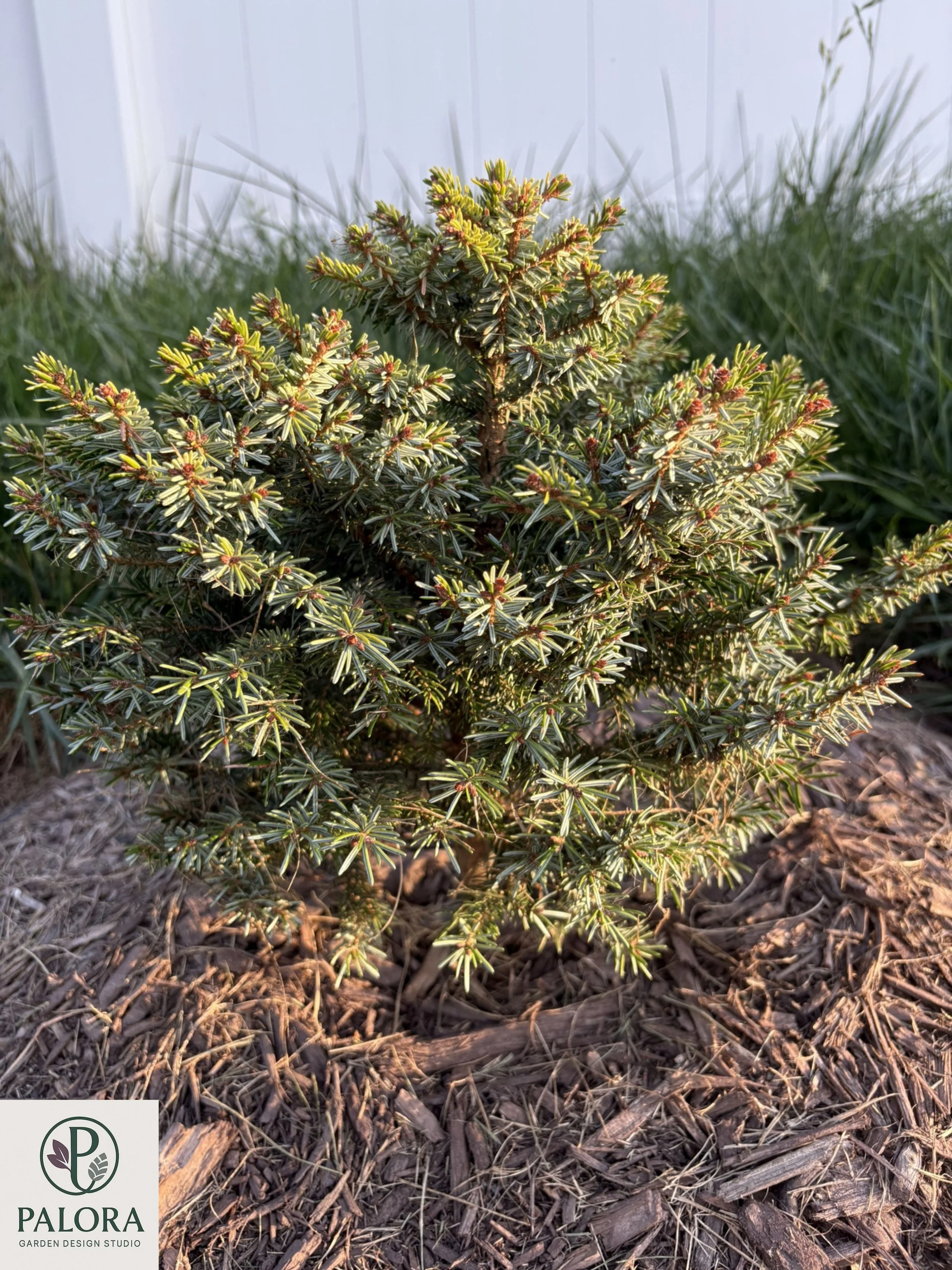 Picea_omorika 'Peve Tjin' (10).jpg