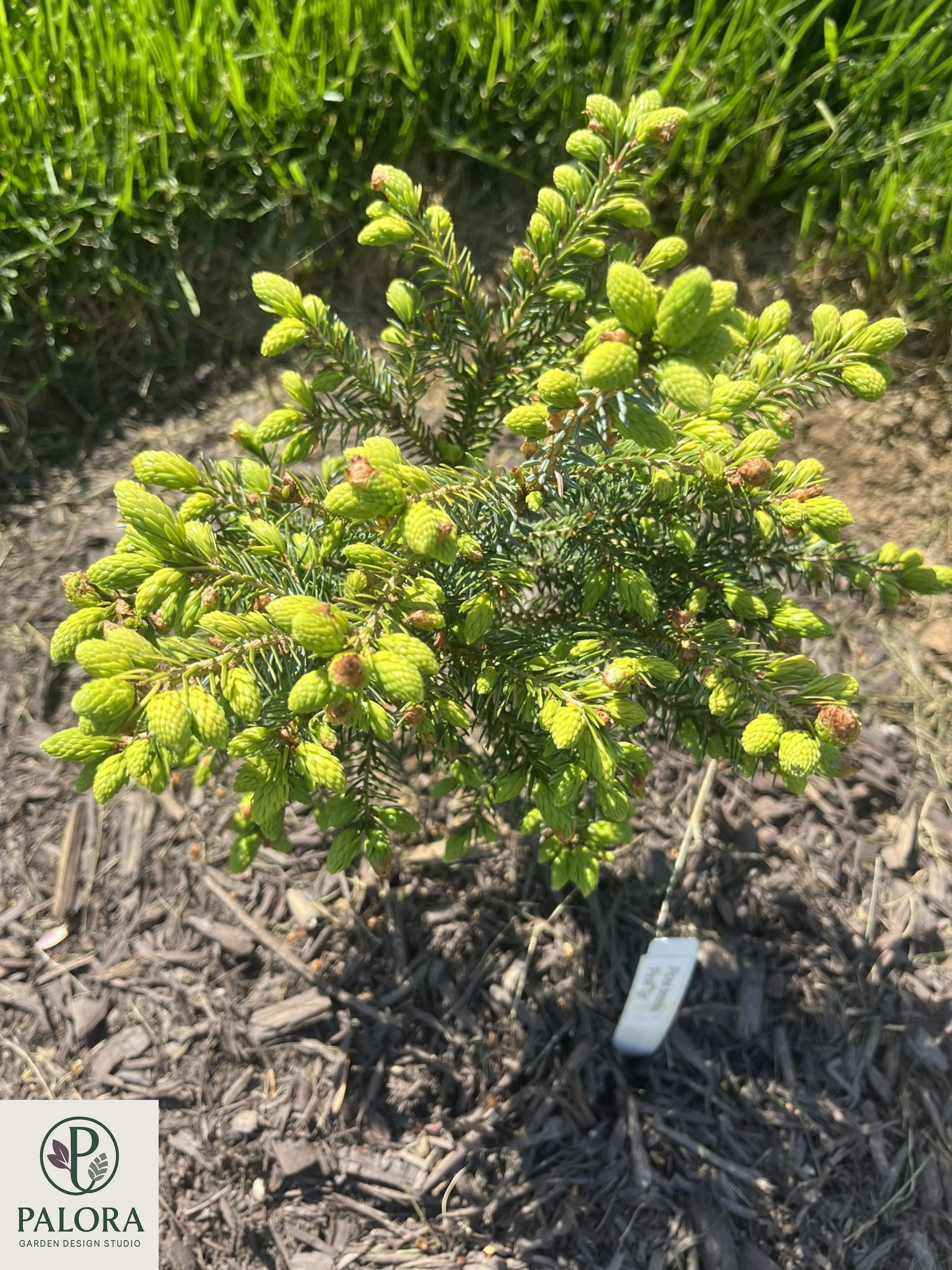 Picea_omorika 'Peve Tjin' (12).jpg