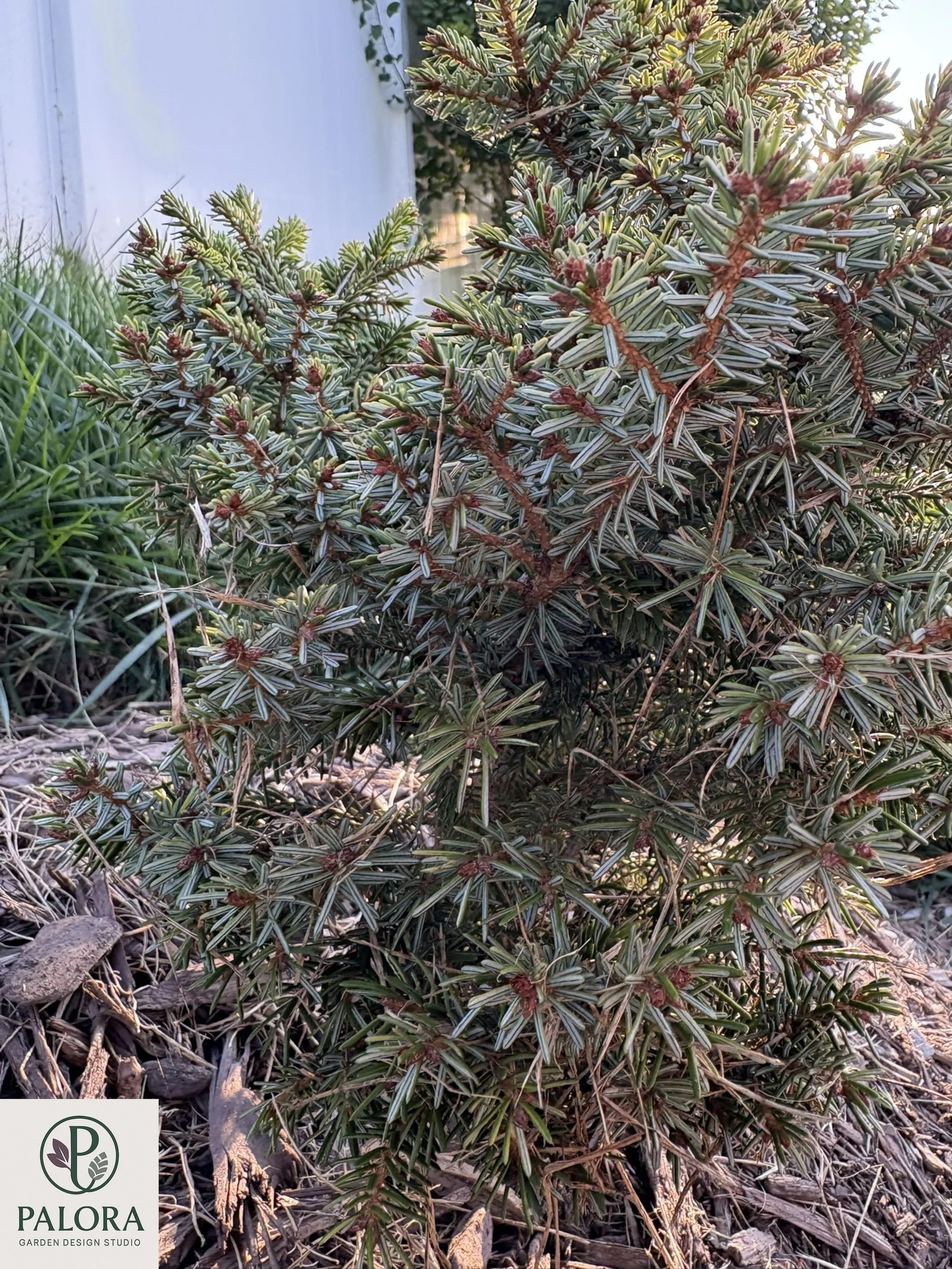 Picea_omorika 'Peve Tjin' (11).jpg