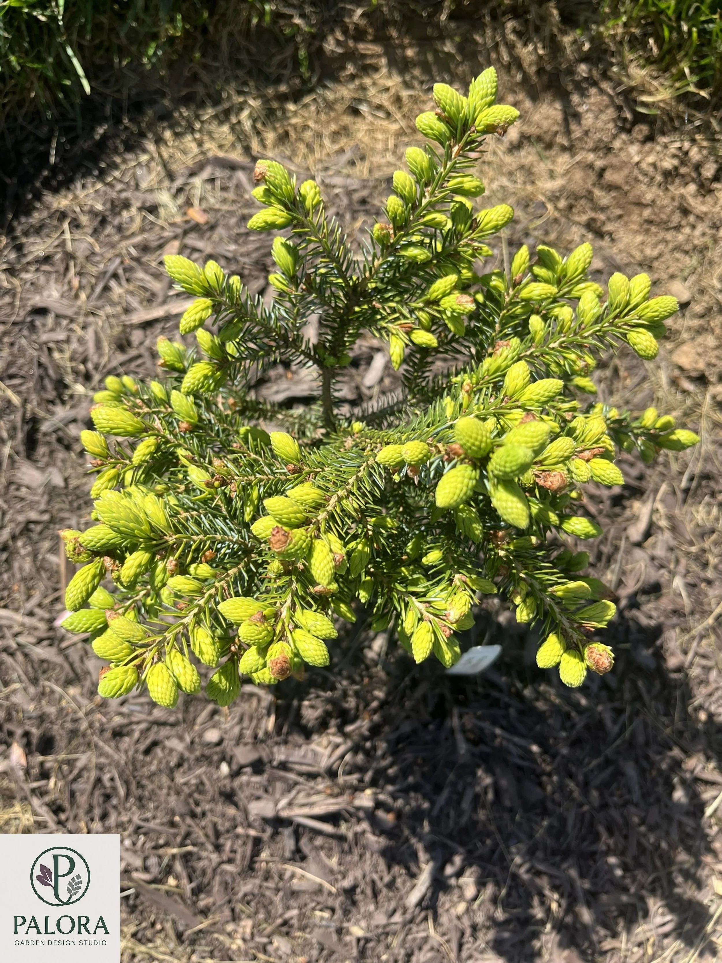 Picea_omorika 'Peve Tjin' (13).jpg