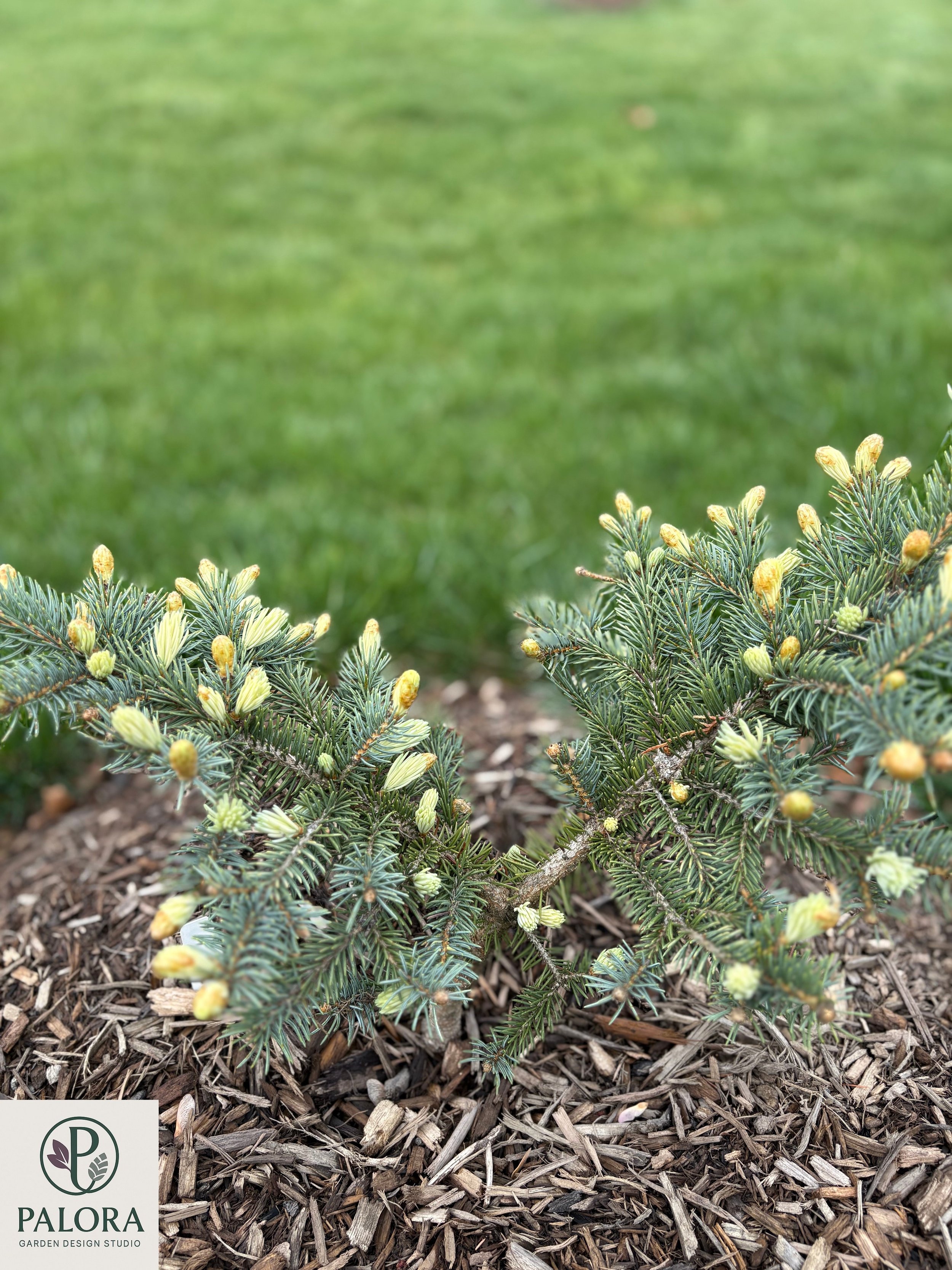 Picea_pungens 'Bialobok' (2).jpg
