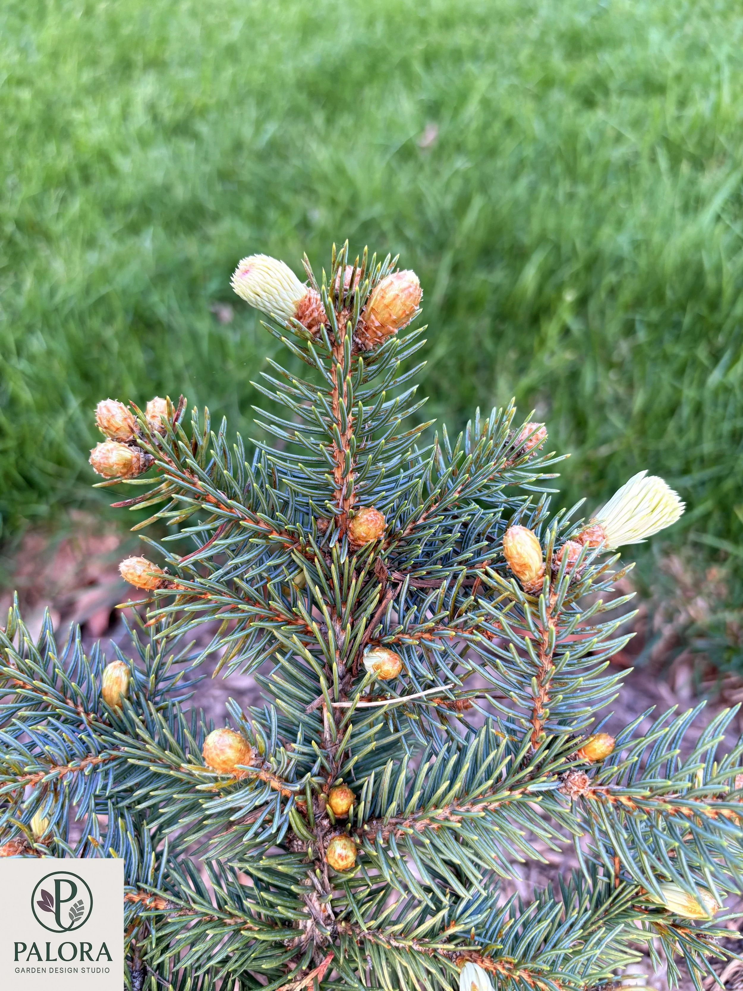 Picea_pungens 'Bialobok' (1).jpg