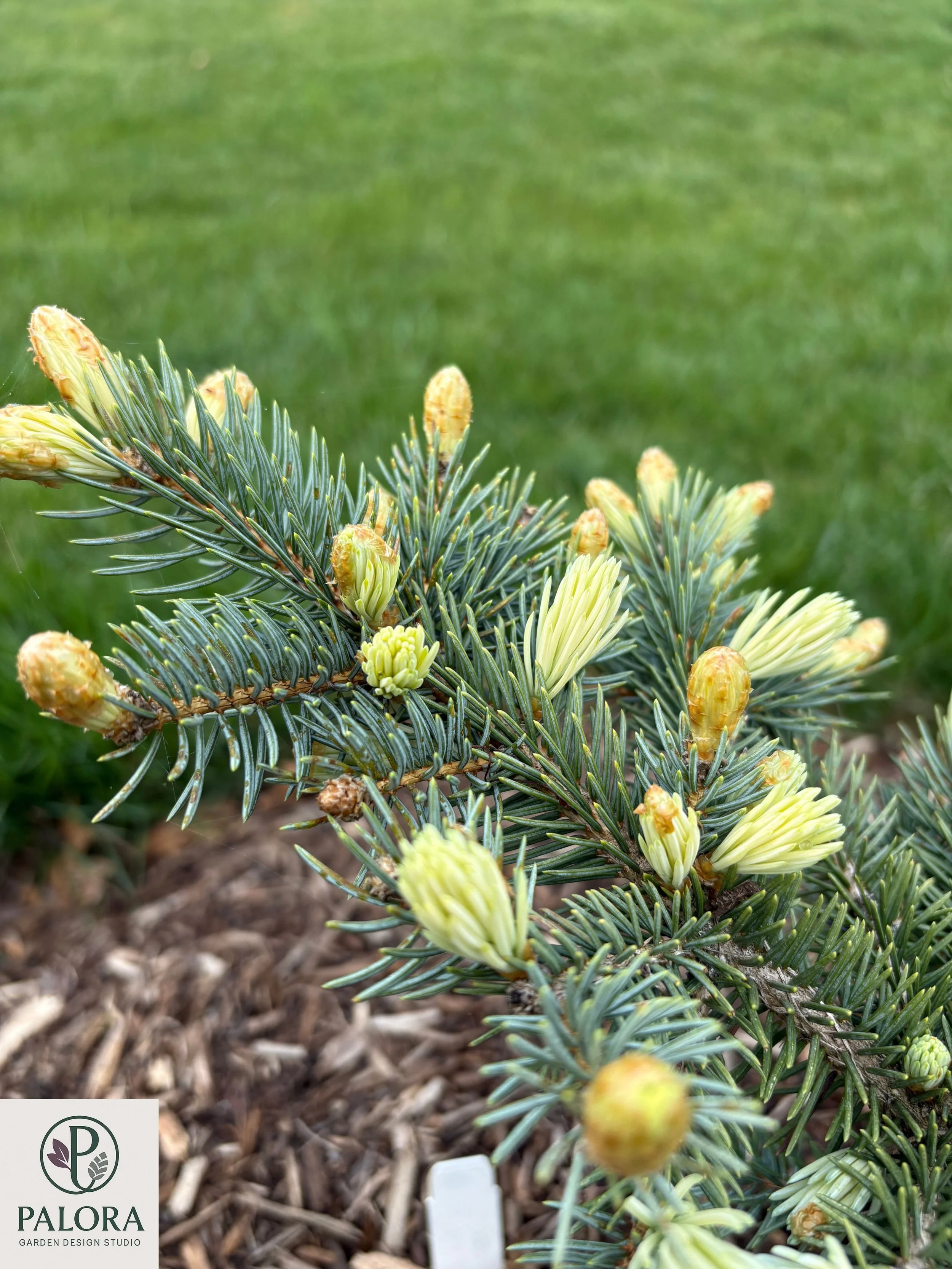 Picea_pungens 'Bialobok' (4).jpg