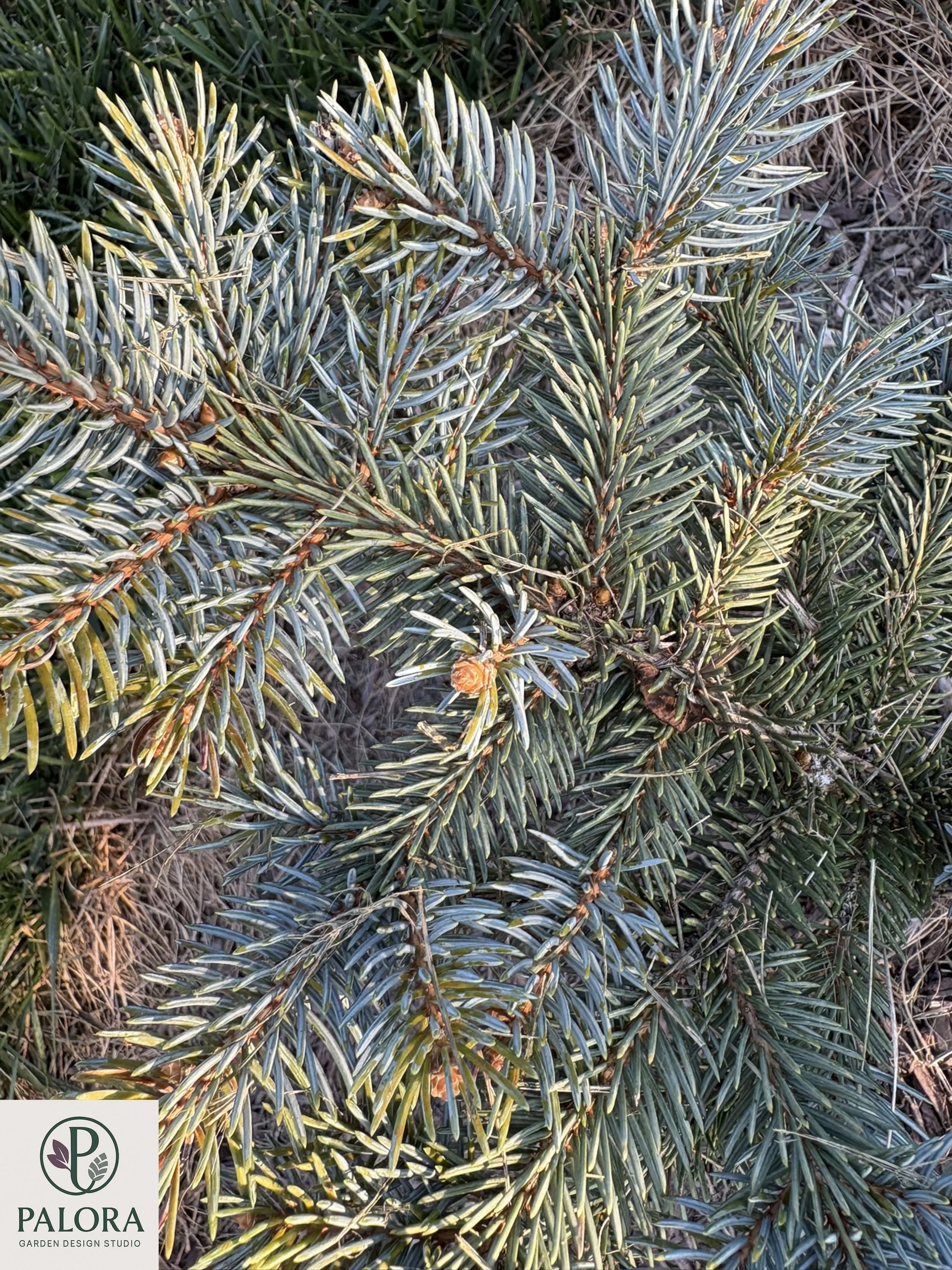 Picea_pungens 'Bialobok' (3).jpg