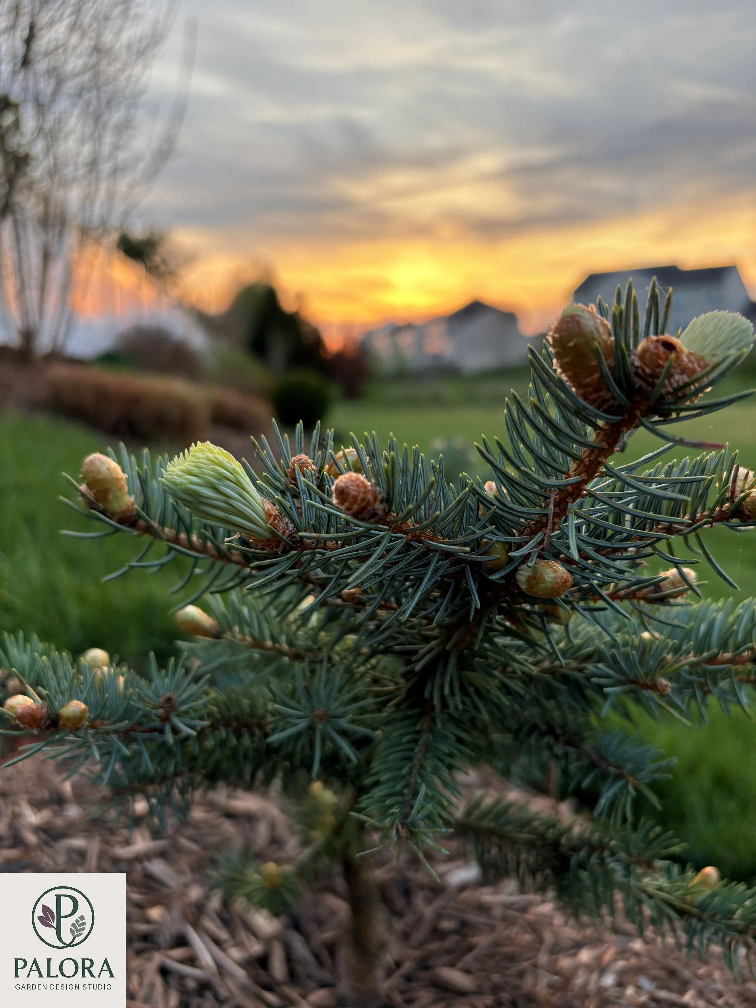 Picea_pungens 'Bialobok' (5).jpg