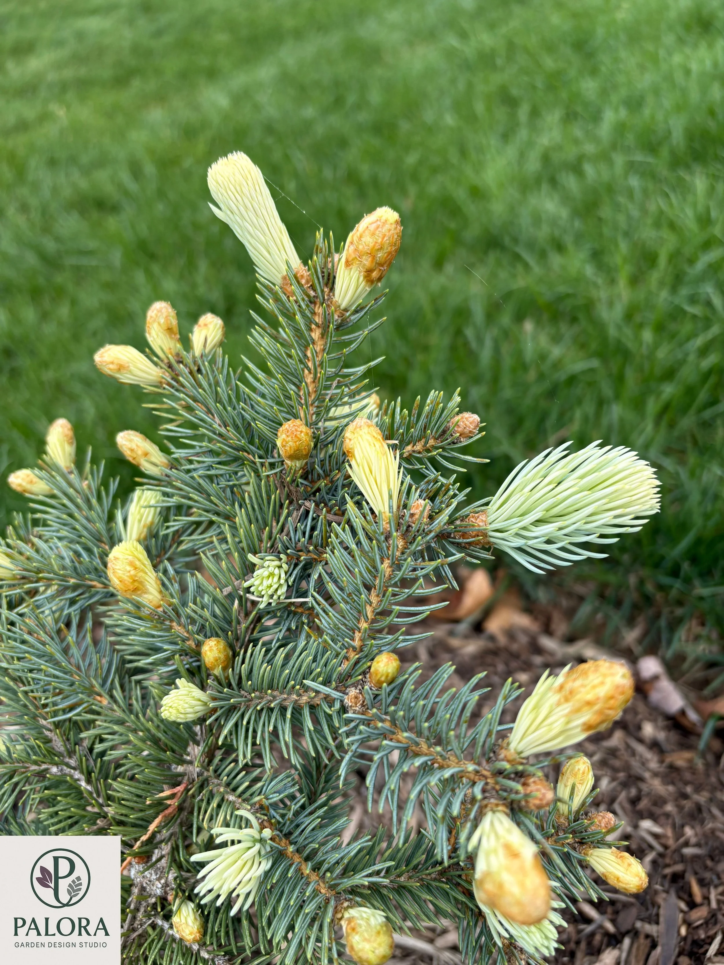 Picea_pungens 'Bialobok' (6).jpg