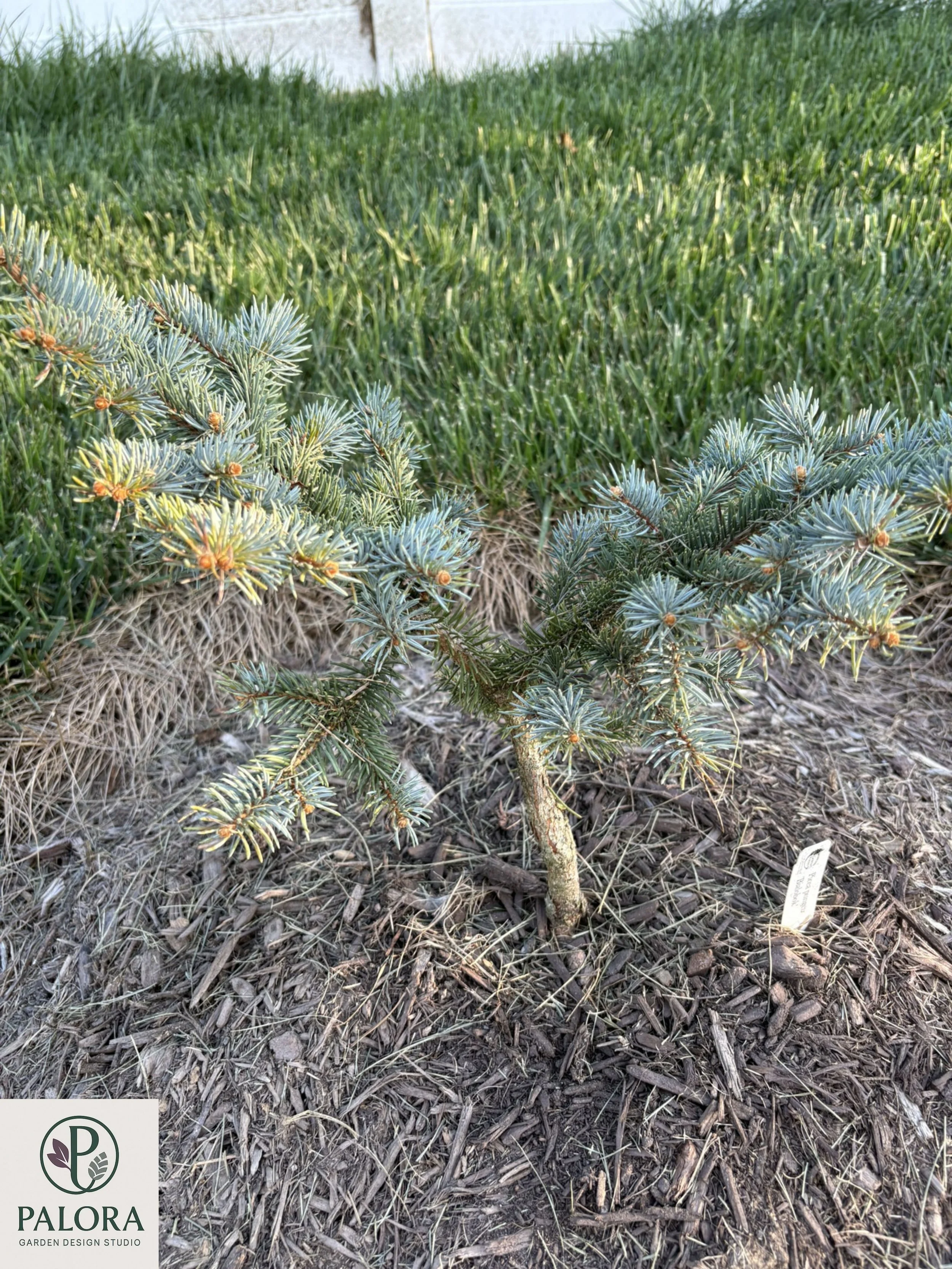 Picea_pungens 'Bialobok' (7).jpg