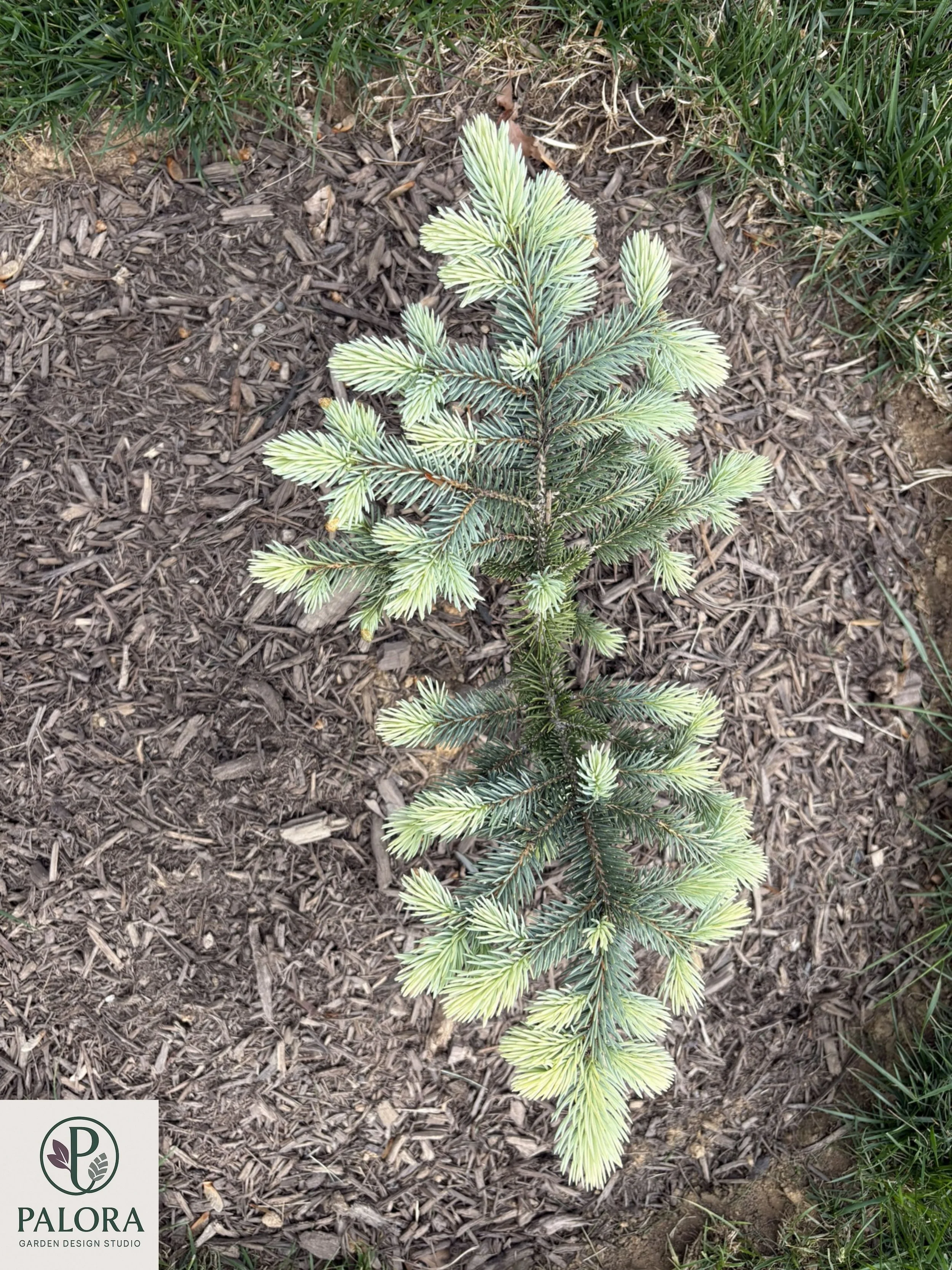 Picea_pungens 'Bialobok' (8).jpg