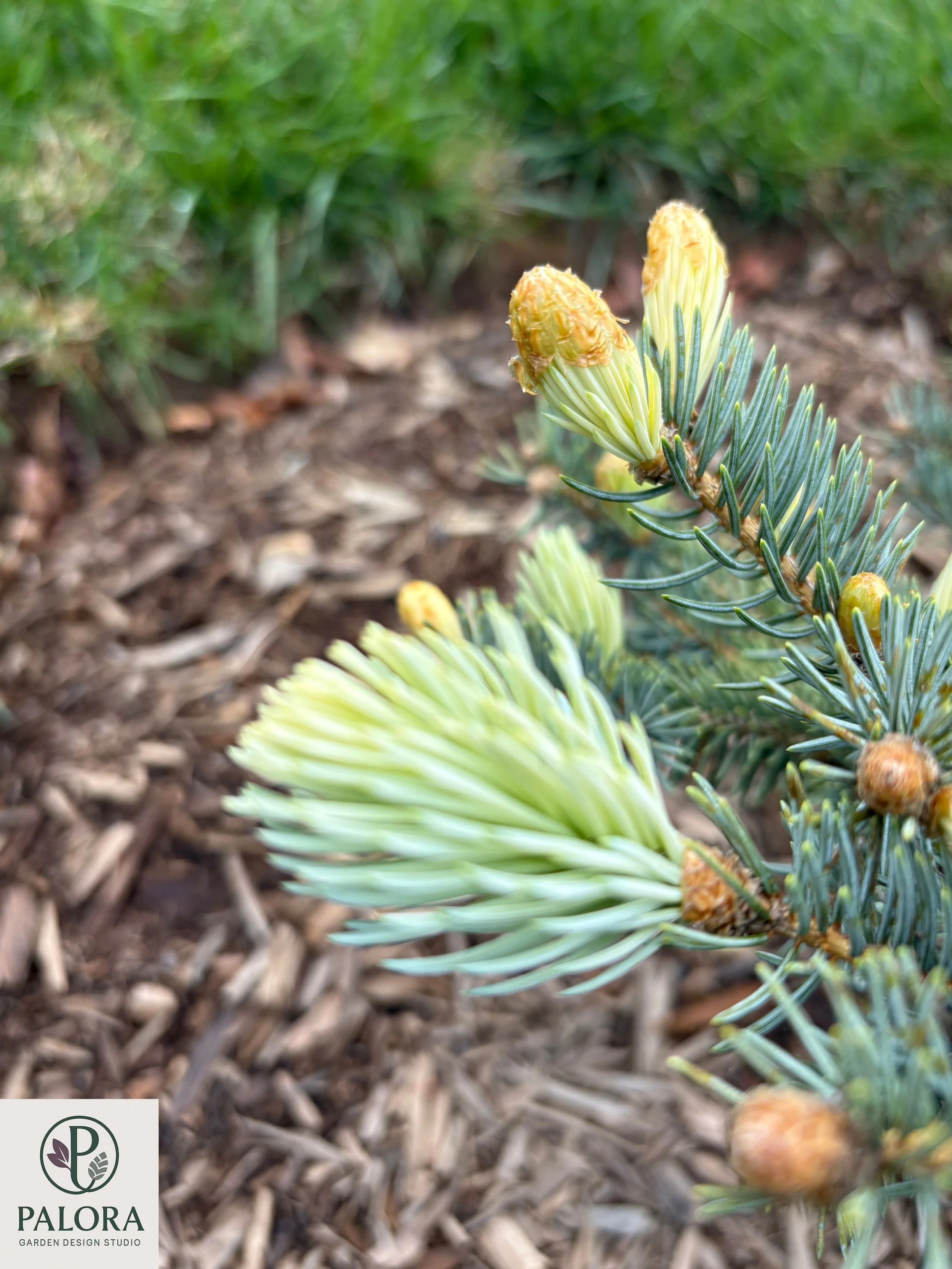 Picea_pungens 'Bialobok' (9).jpg