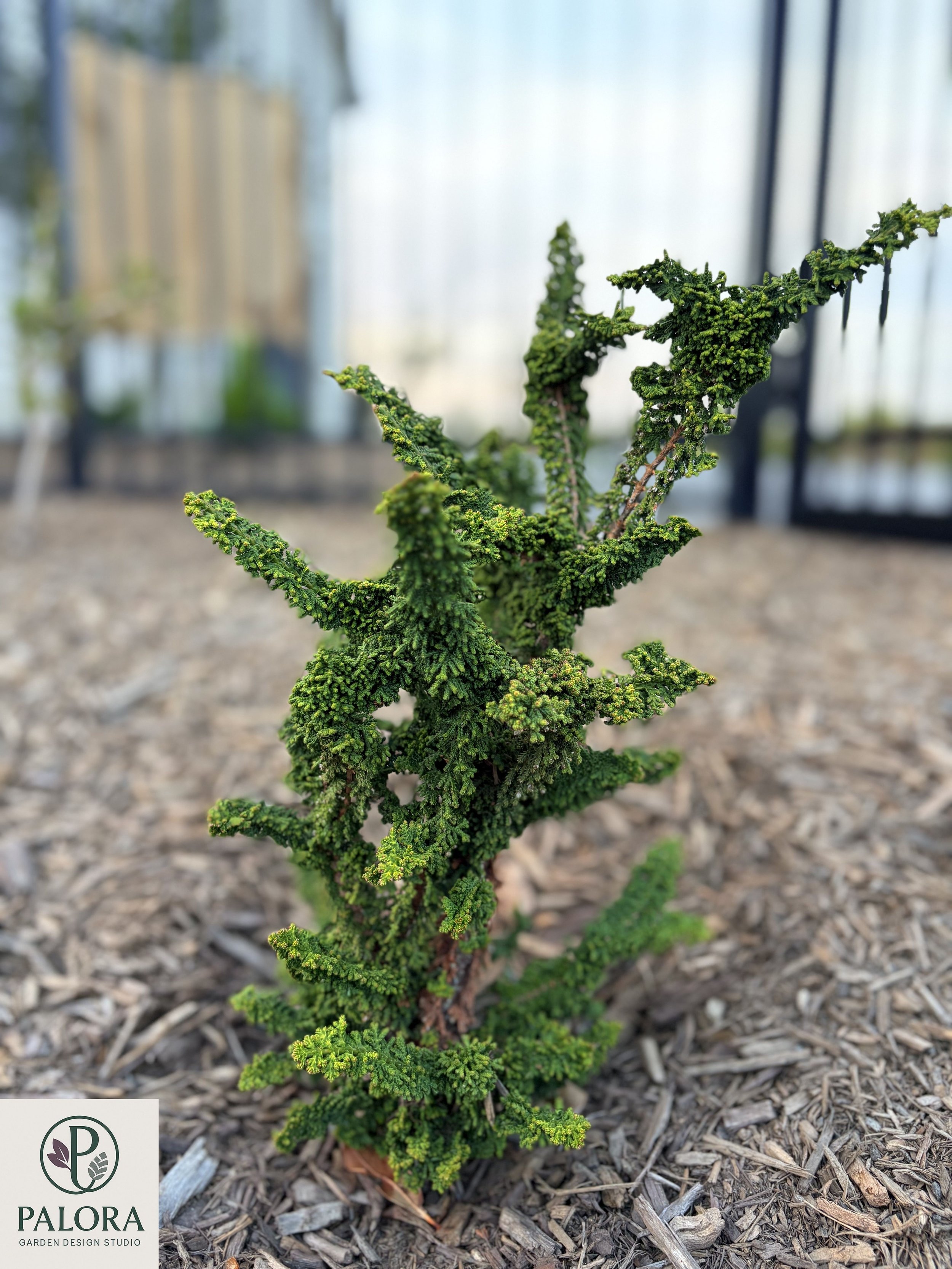 2_Chamaecyparis obtusa 'Chirimen'.jpg