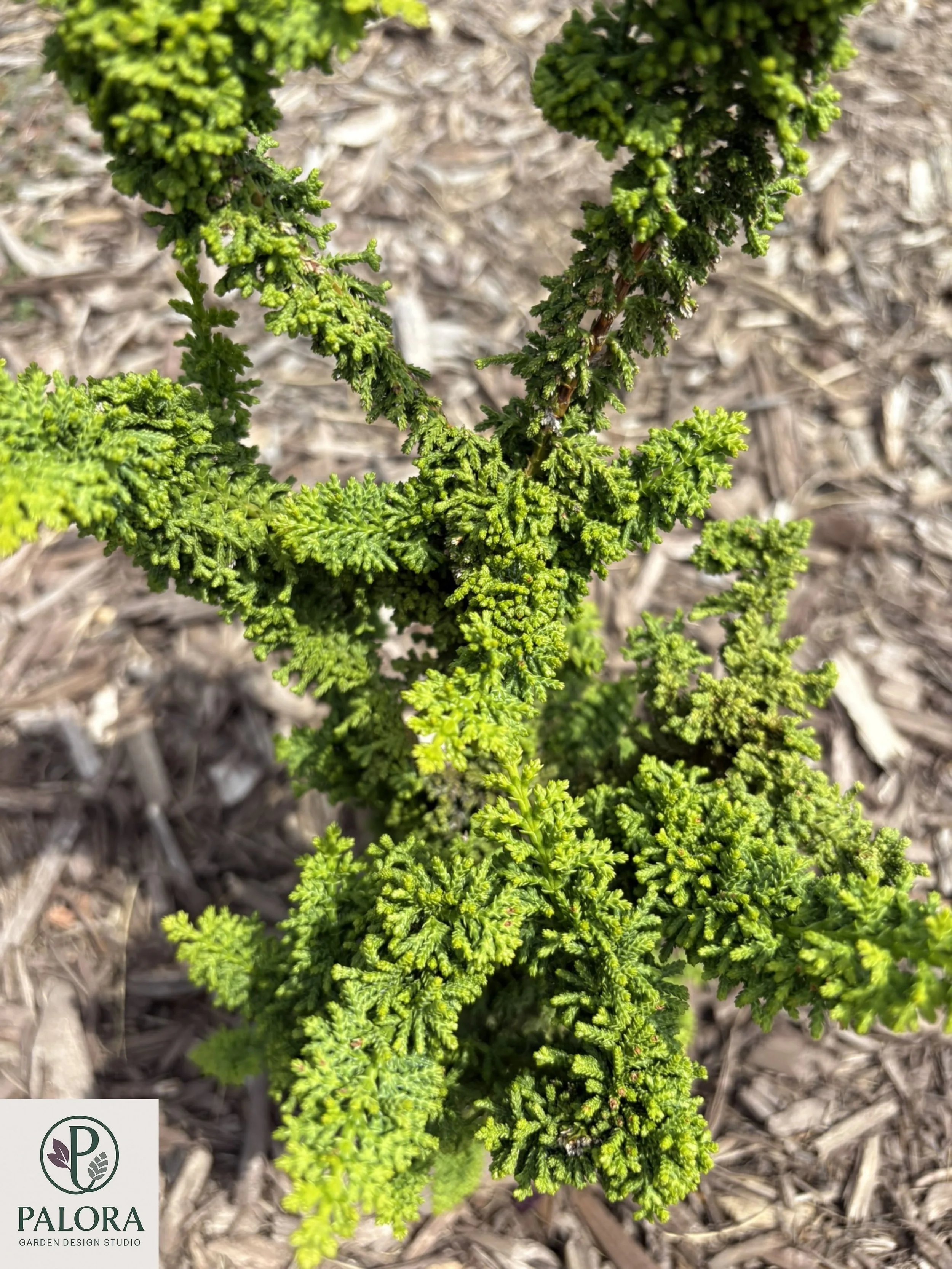 1_Chamaecyparis obtusa 'Chirimen'.jpg