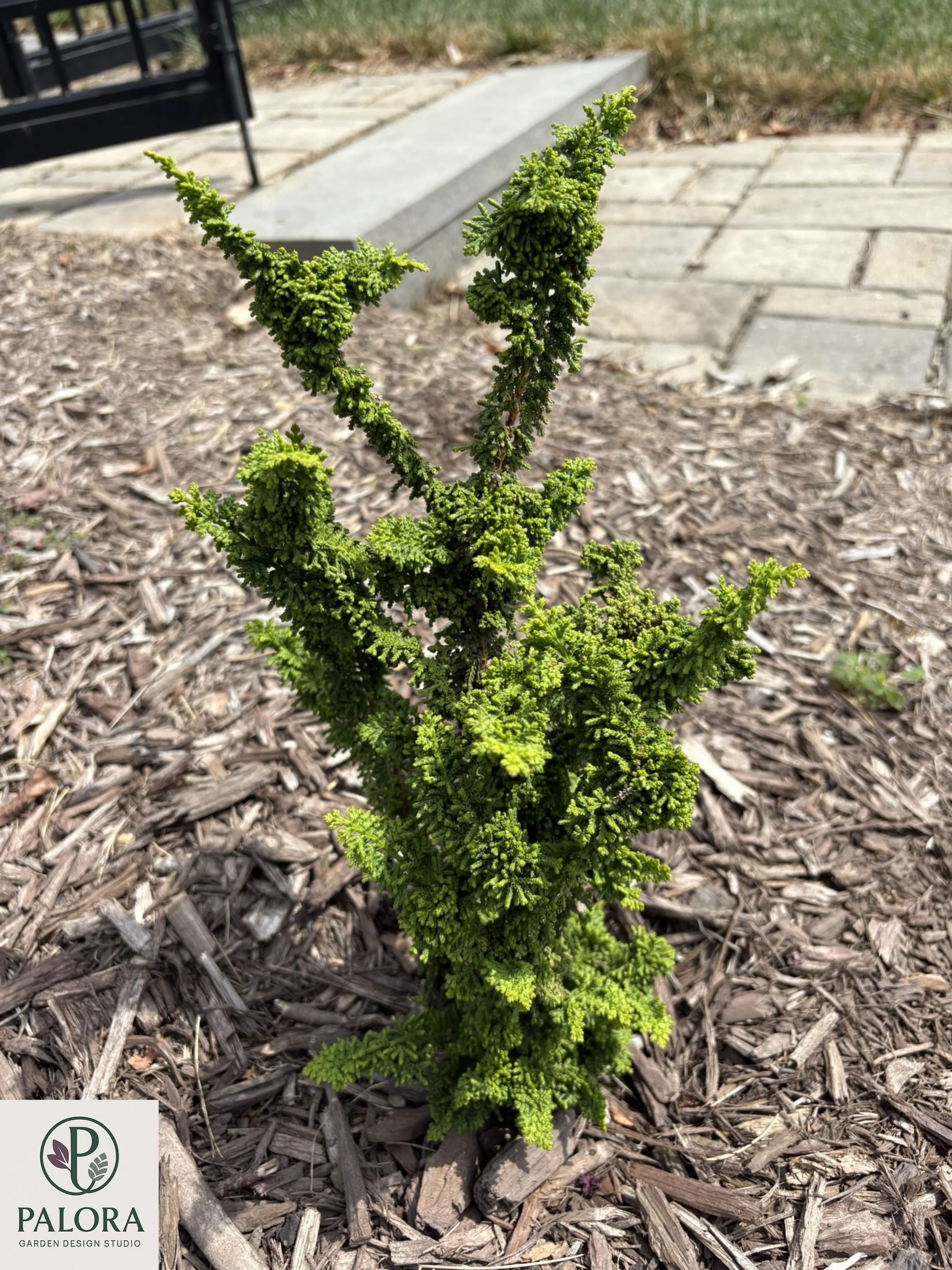 3_Chamaecyparis obtusa 'Chirimen'.jpg