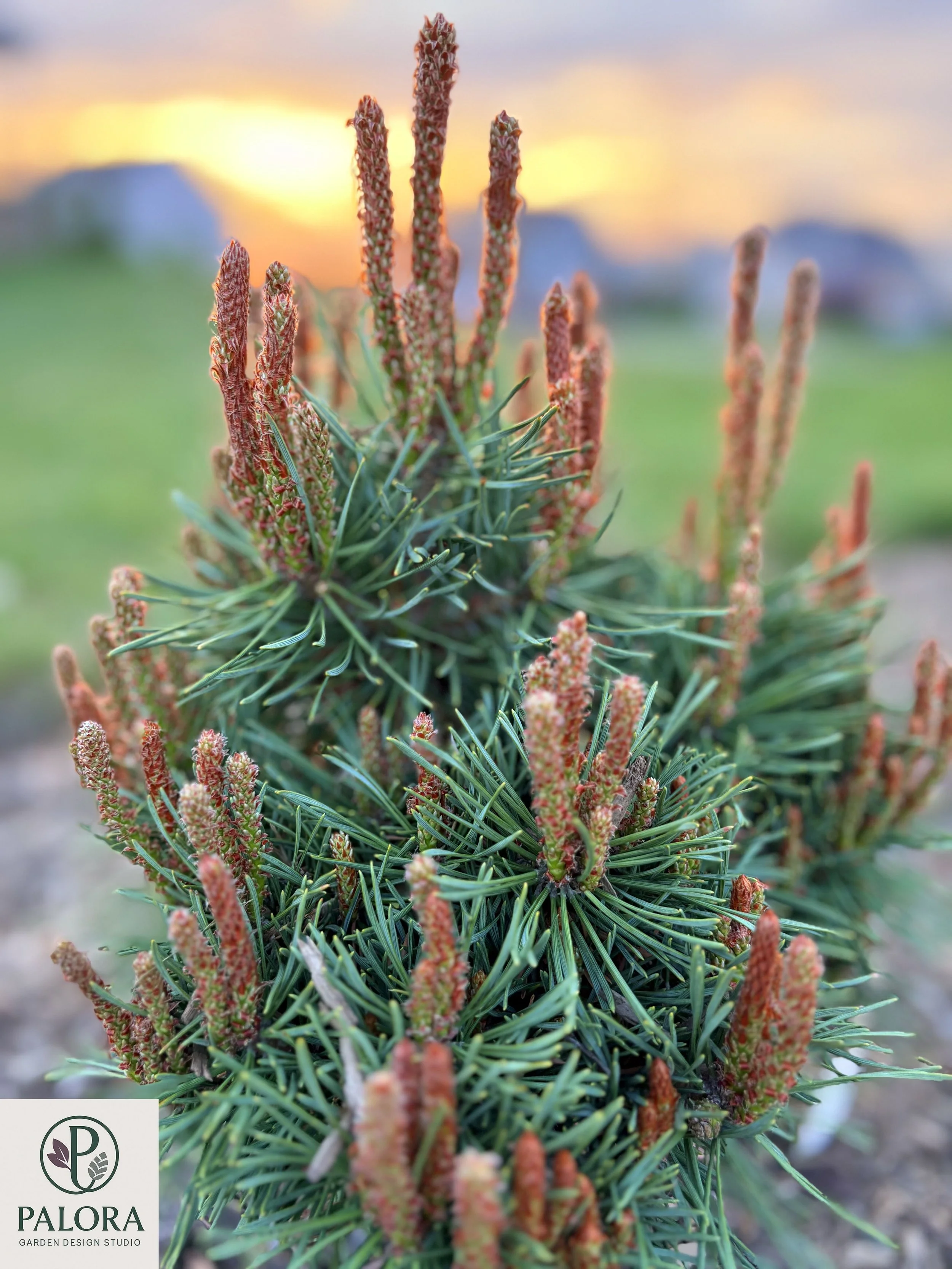 1_Pinus sylvestris 'Jeremy'.jpg