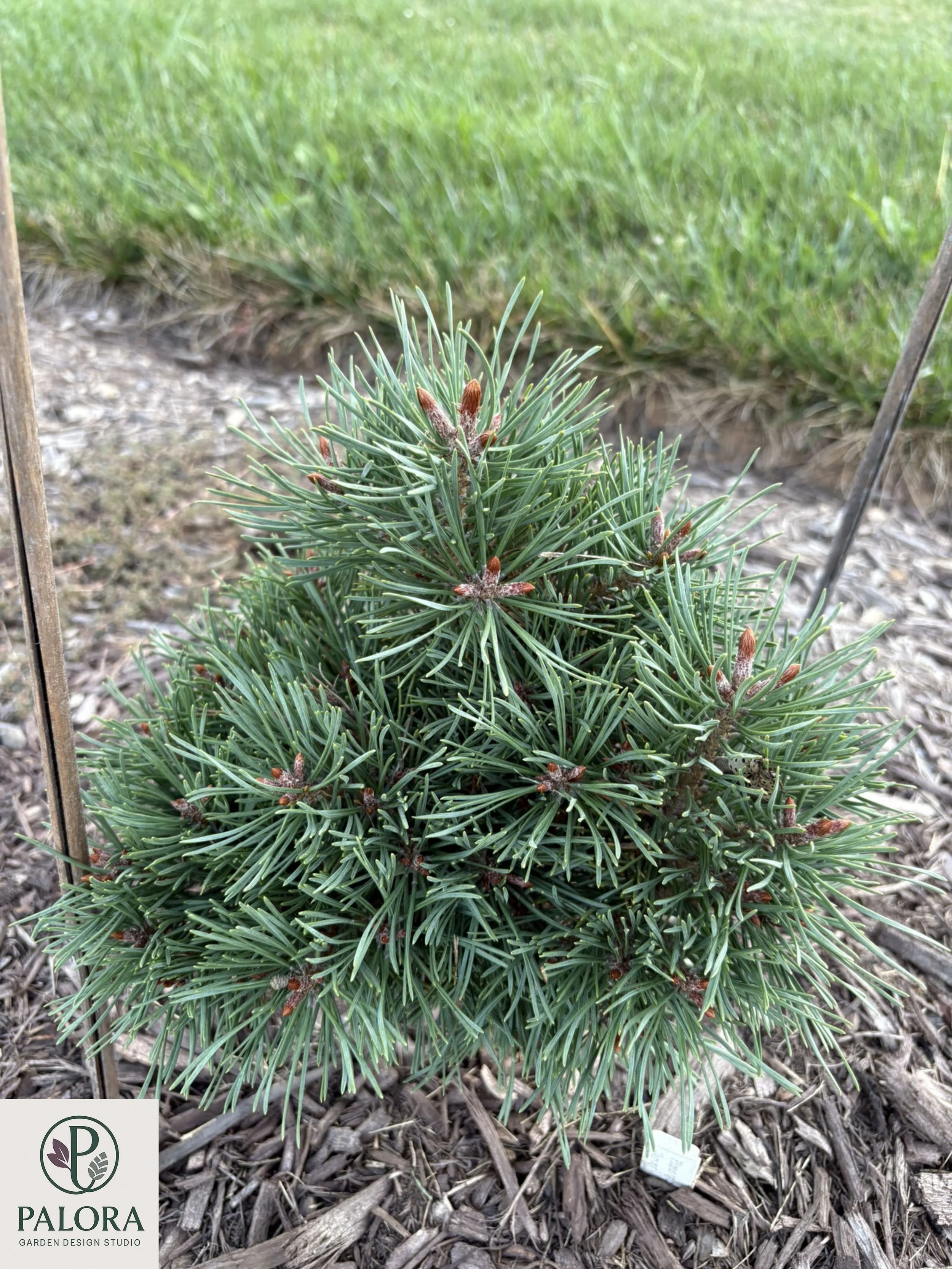 2_Pinus sylvestris 'Jeremy'.jpg