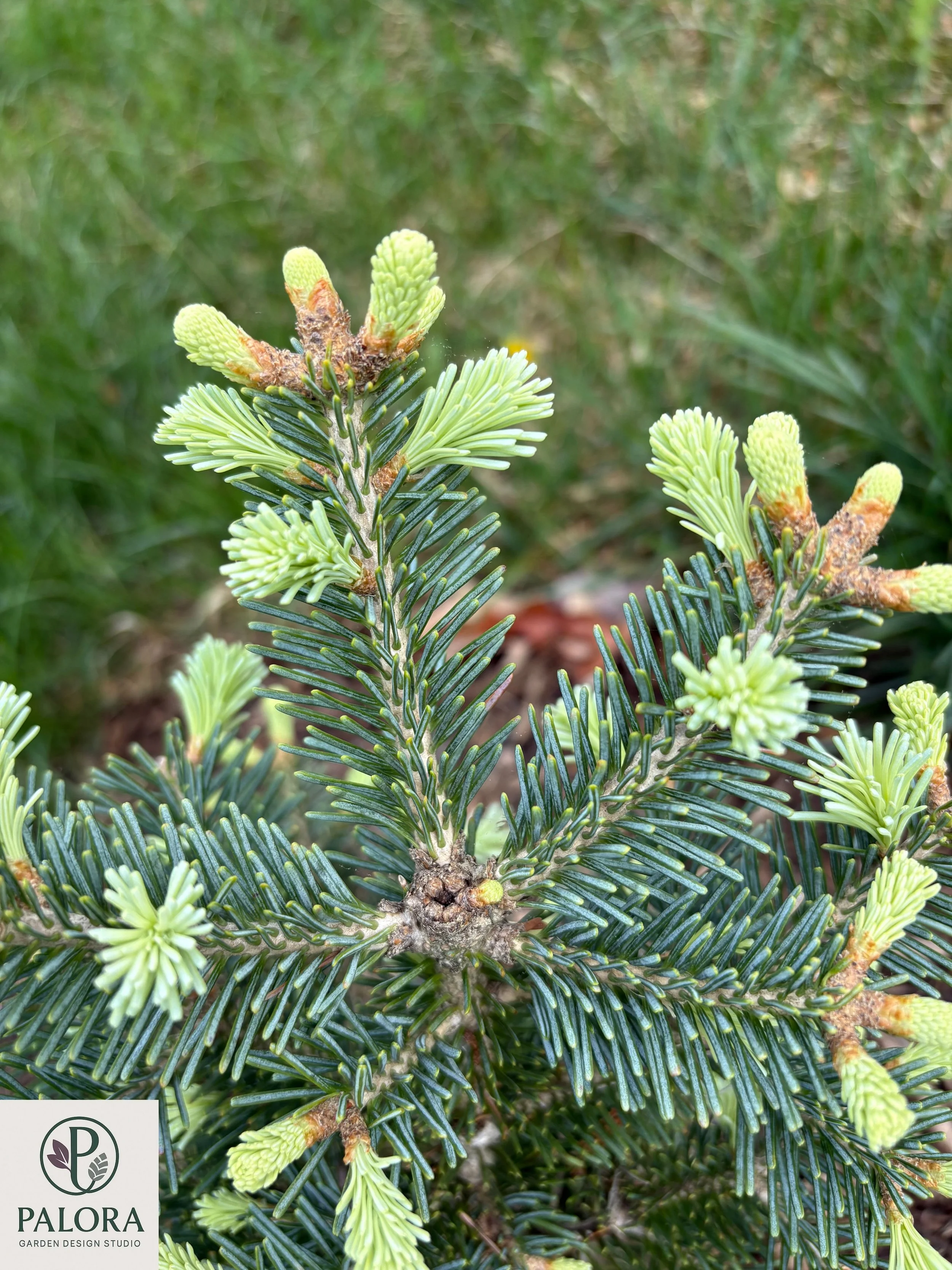 Abies lasiocarpa 'Glauca Compacta' (2).jpg
