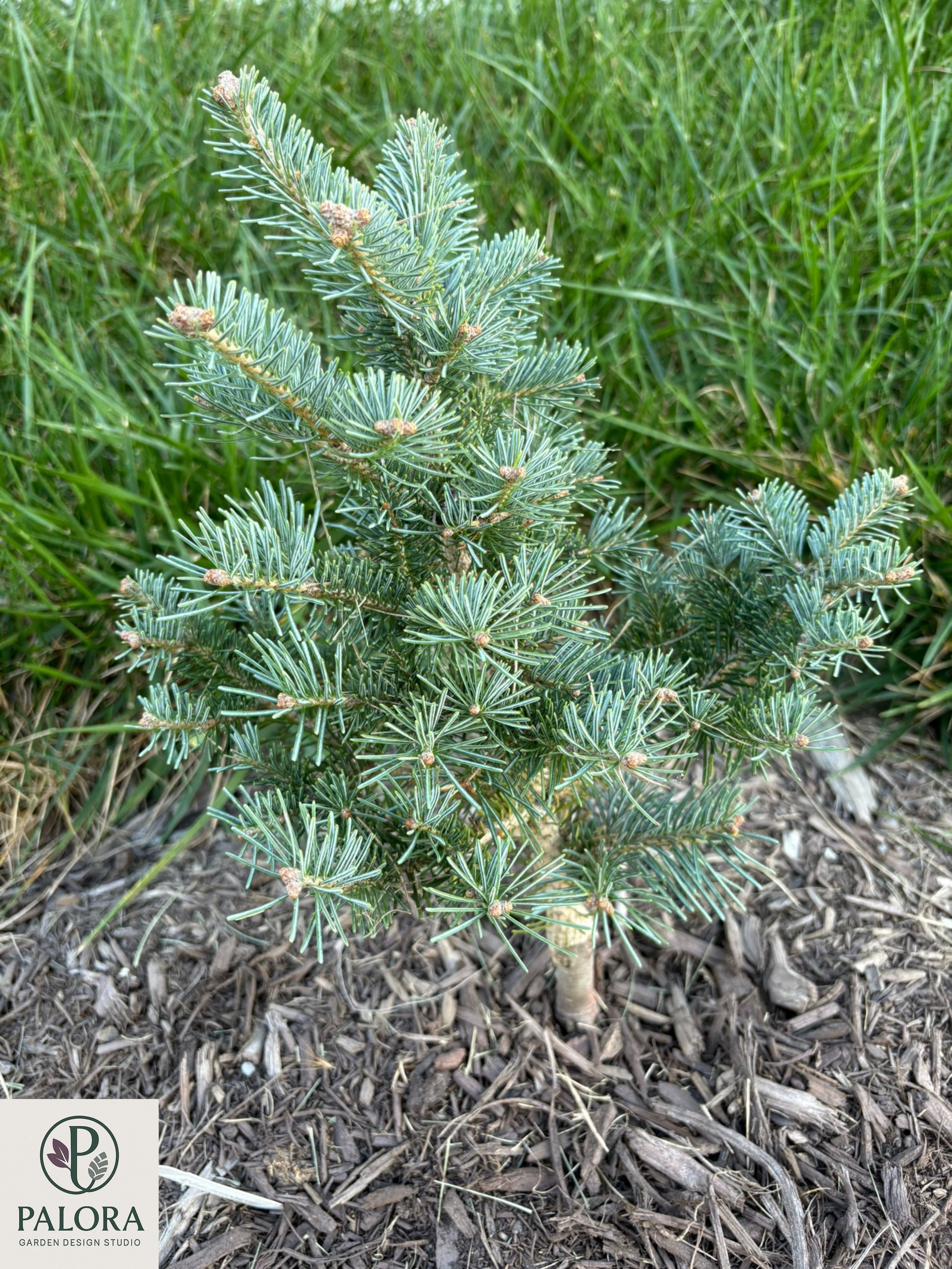 Abies lasiocarpa 'Glauca Compacta' (1).jpg