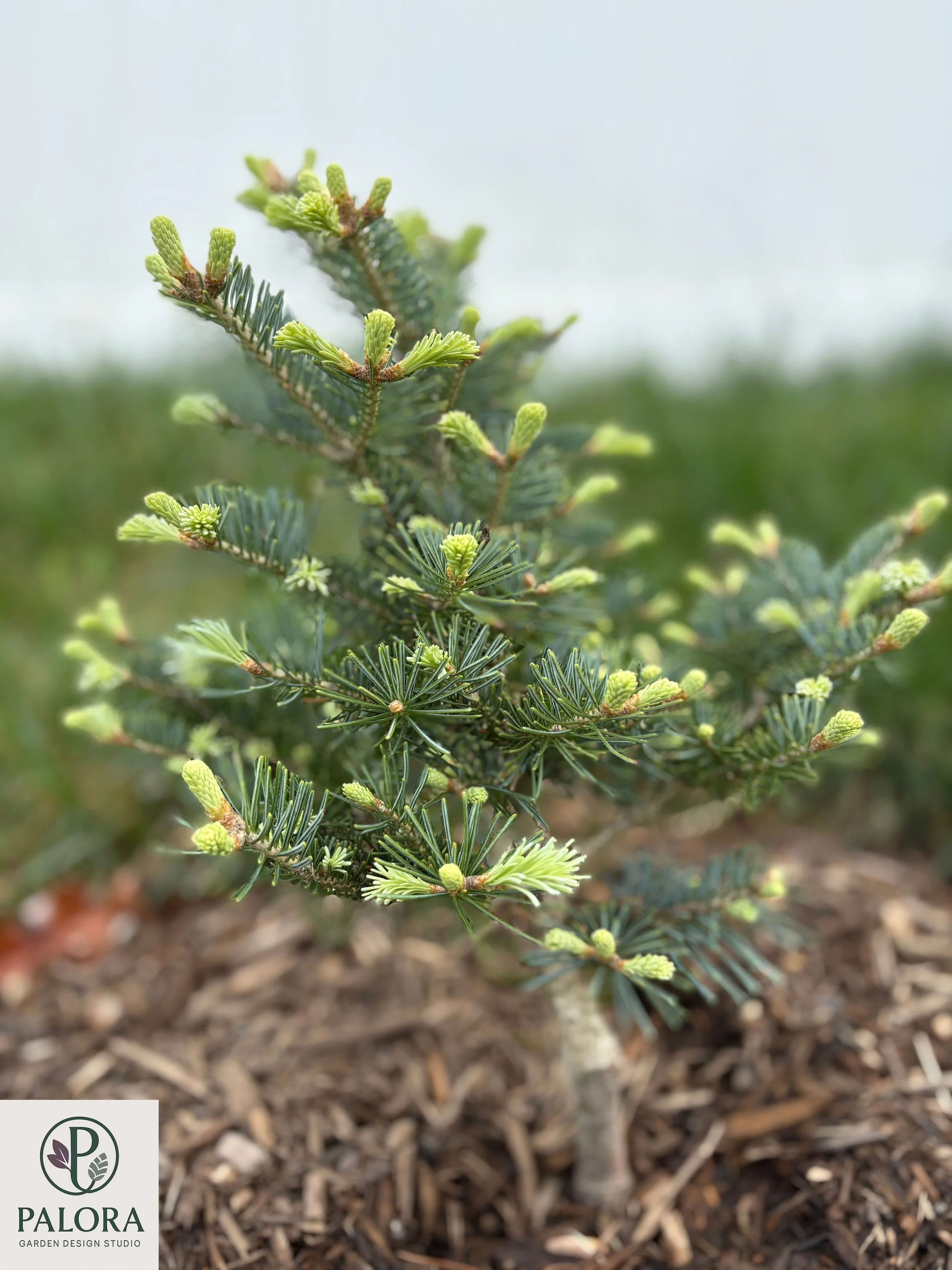 Abies lasiocarpa 'Glauca Compacta' (4).jpg