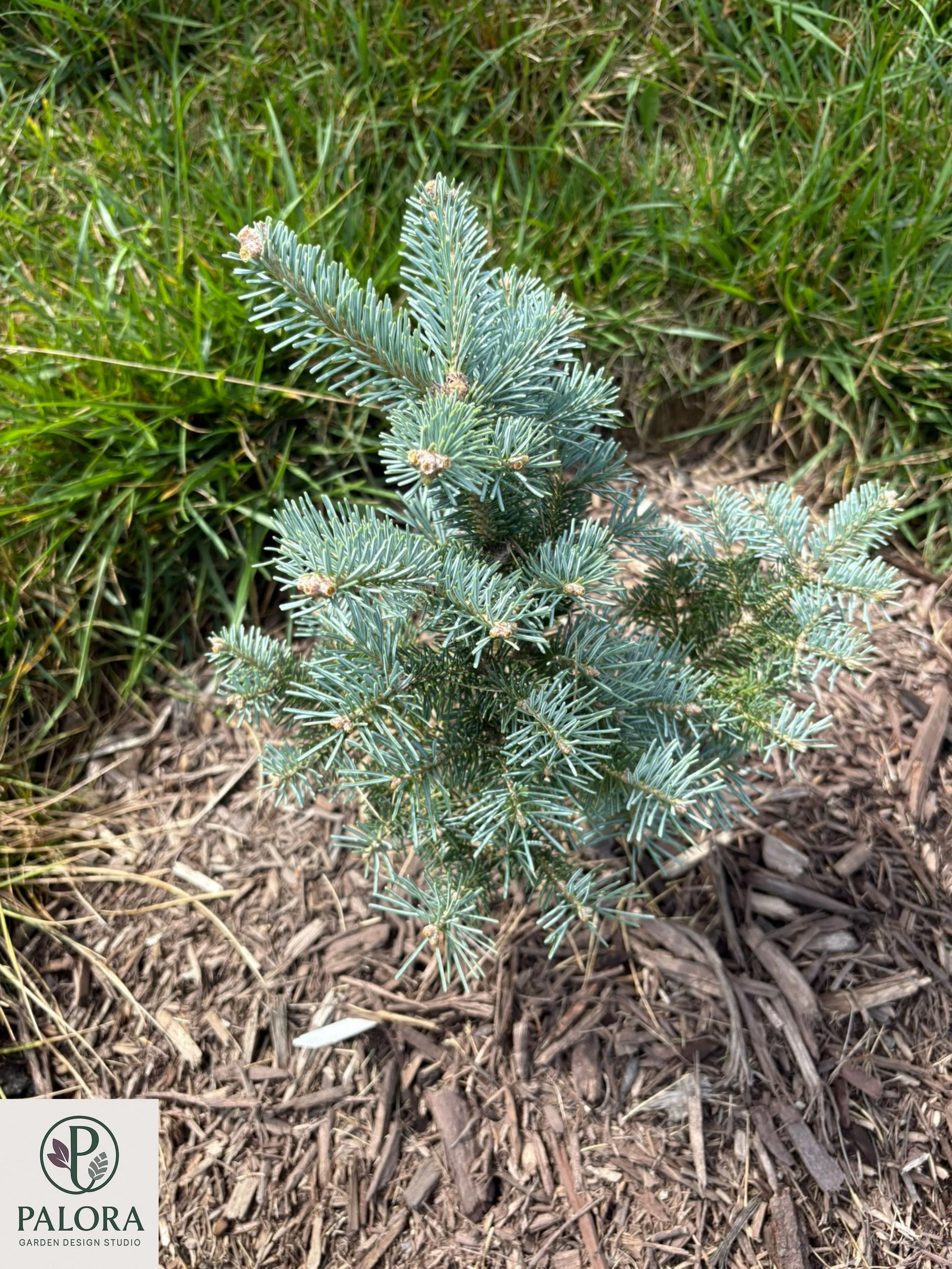 Abies lasiocarpa 'Glauca Compacta' (3).jpg