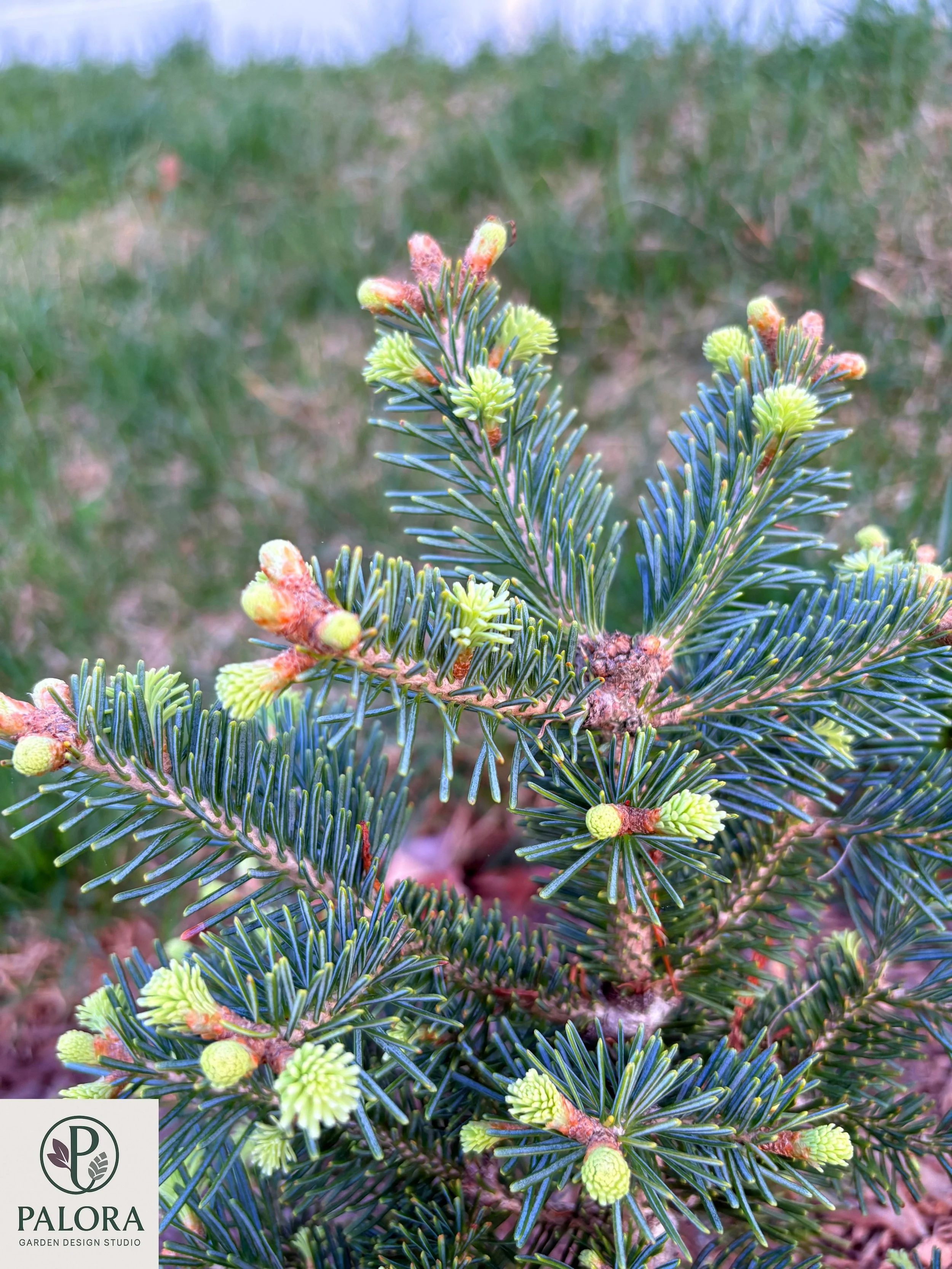 Abies lasiocarpa 'Glauca Compacta' (5).jpg