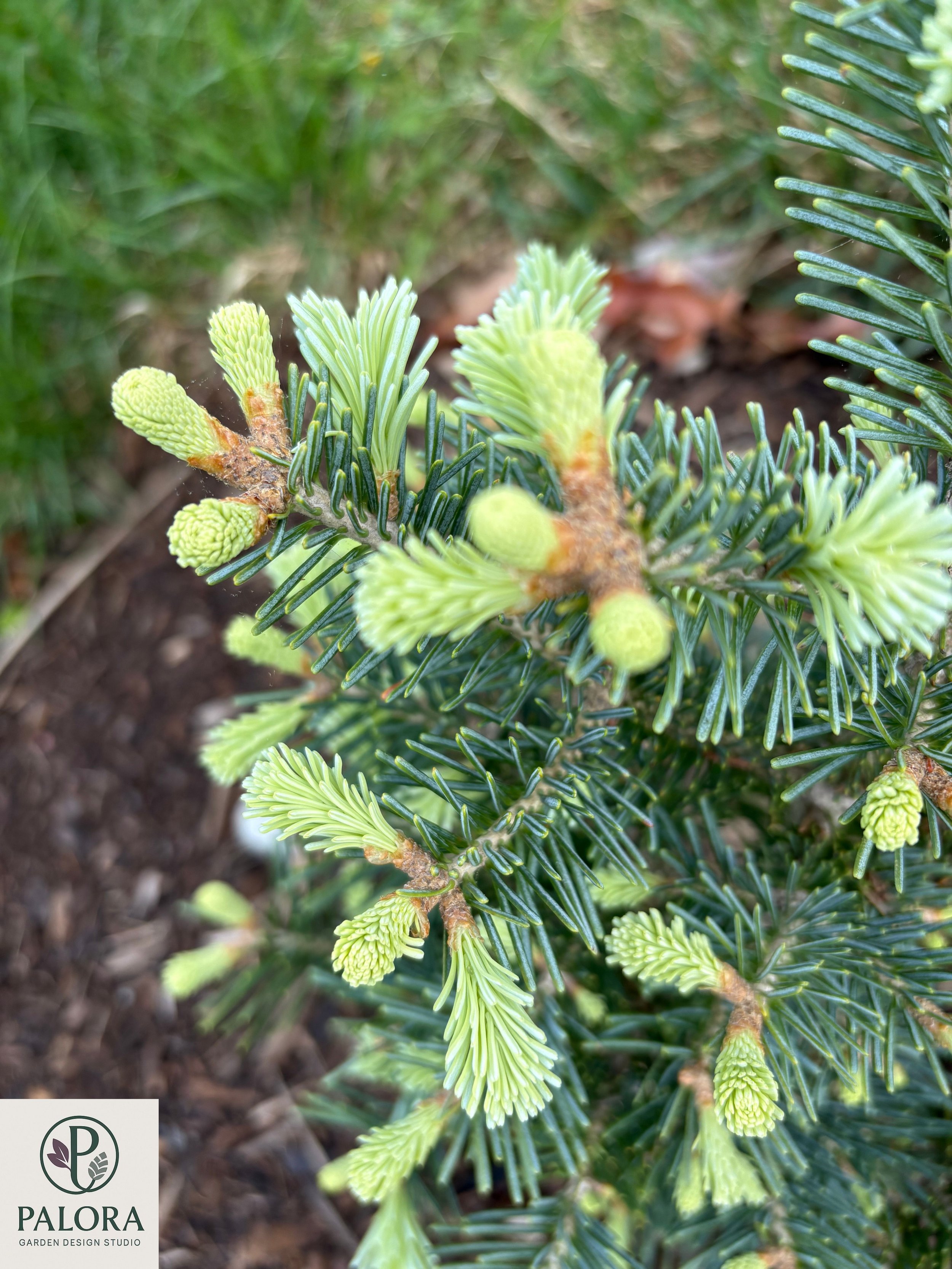 Abies lasiocarpa 'Glauca Compacta' (6).jpg