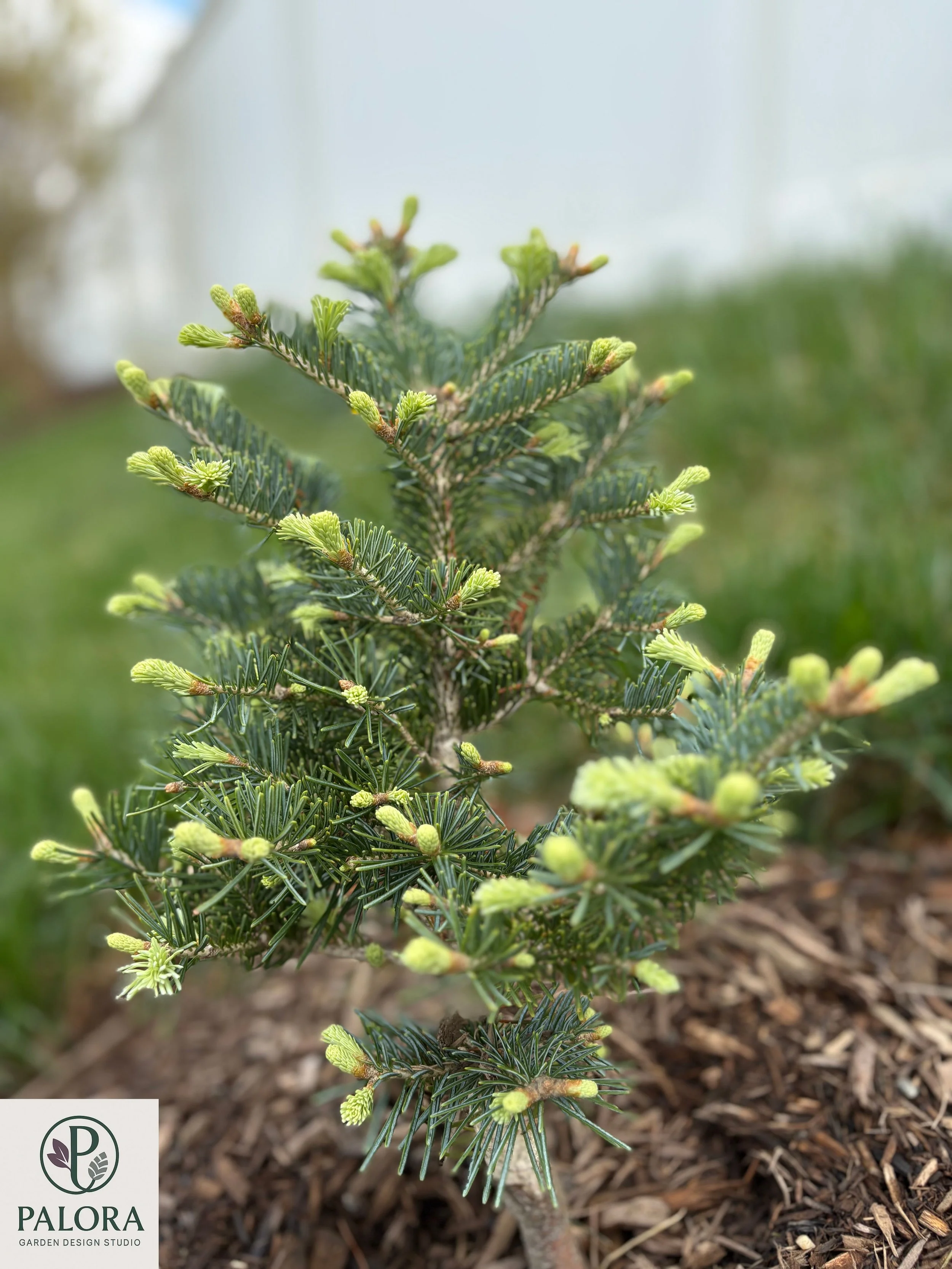 Abies lasiocarpa 'Glauca Compacta' (8).jpg