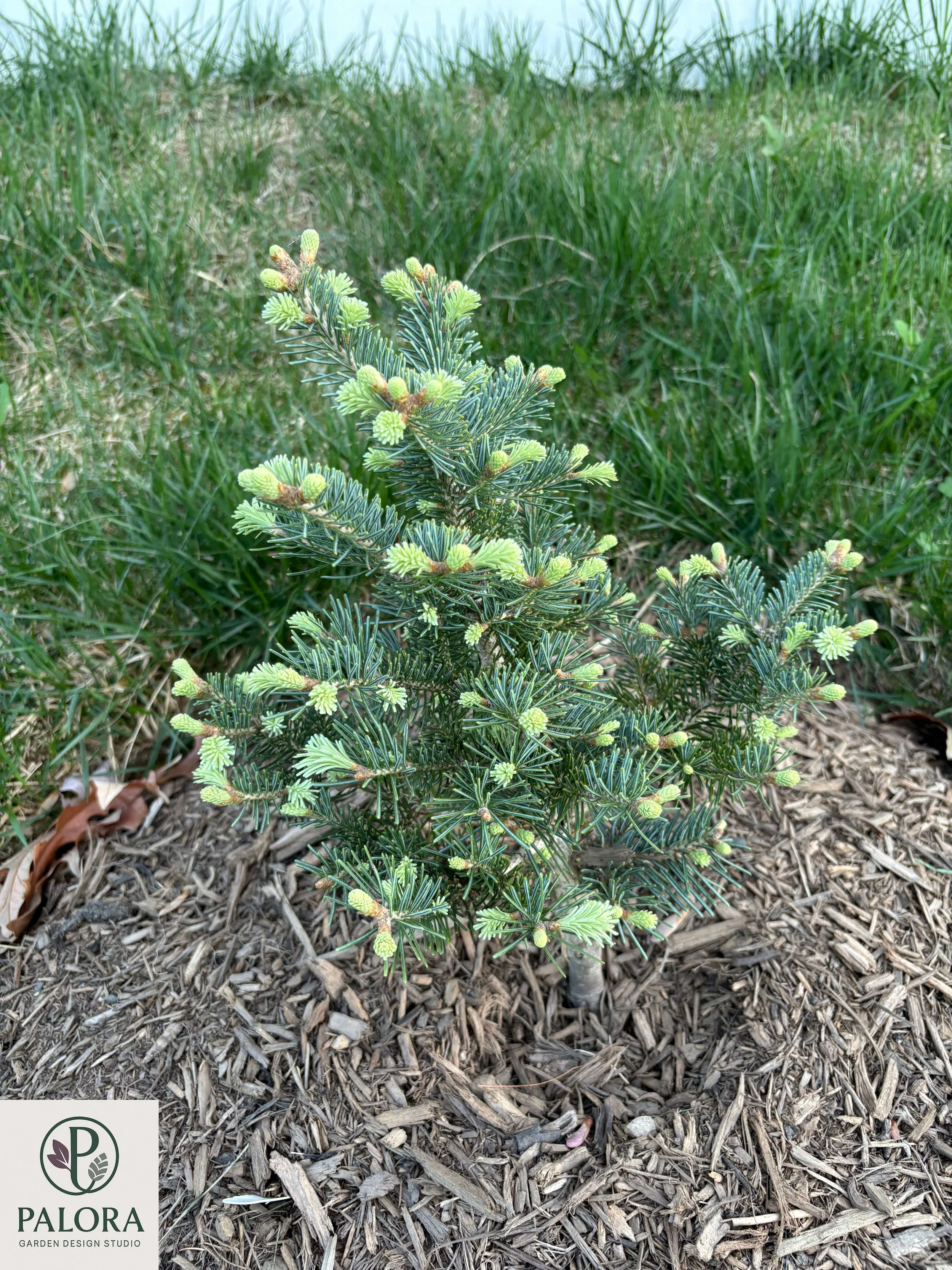 Abies lasiocarpa 'Glauca Compacta' (7).jpg