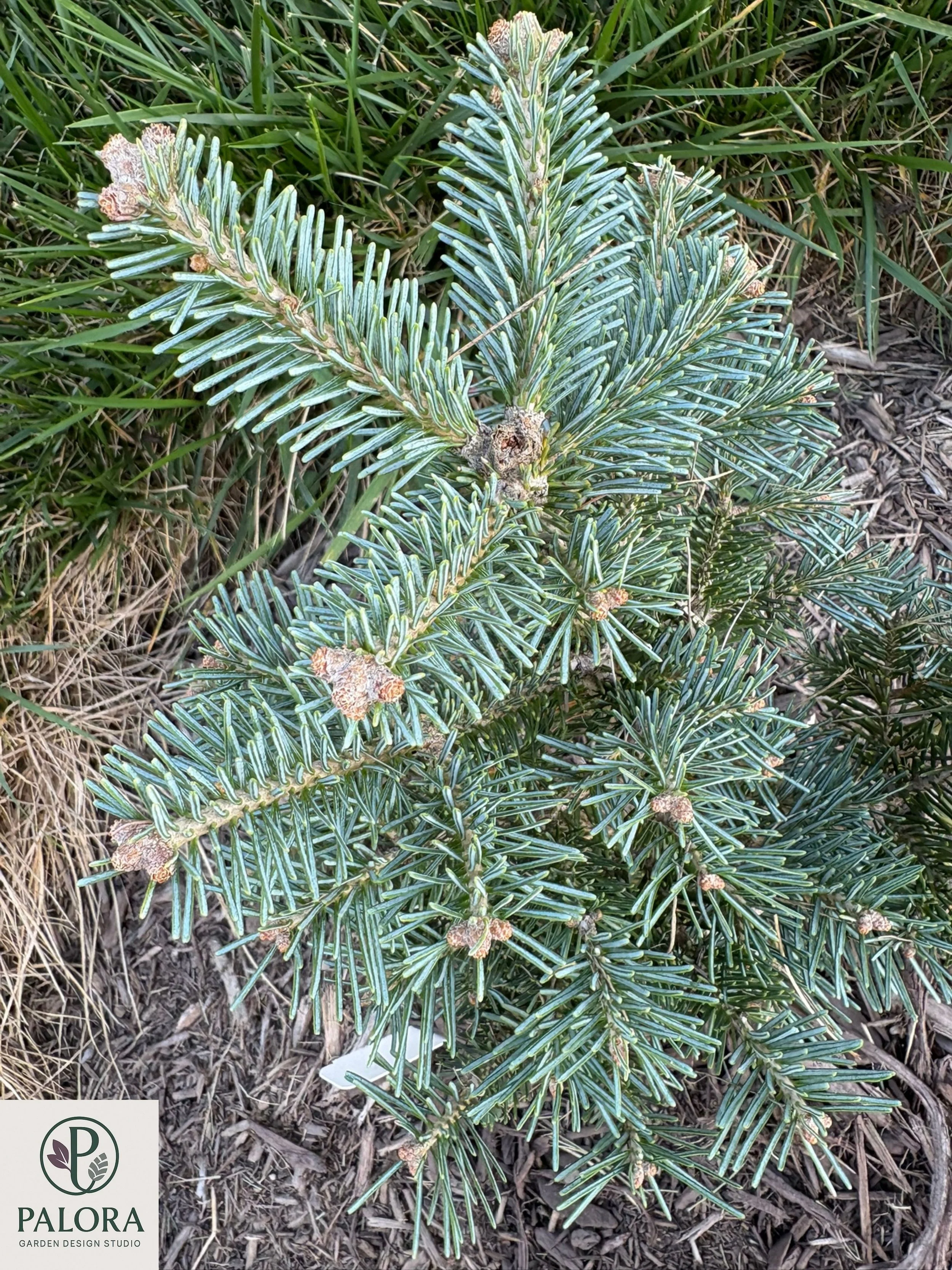 Abies lasiocarpa 'Glauca Compacta' (9).jpg