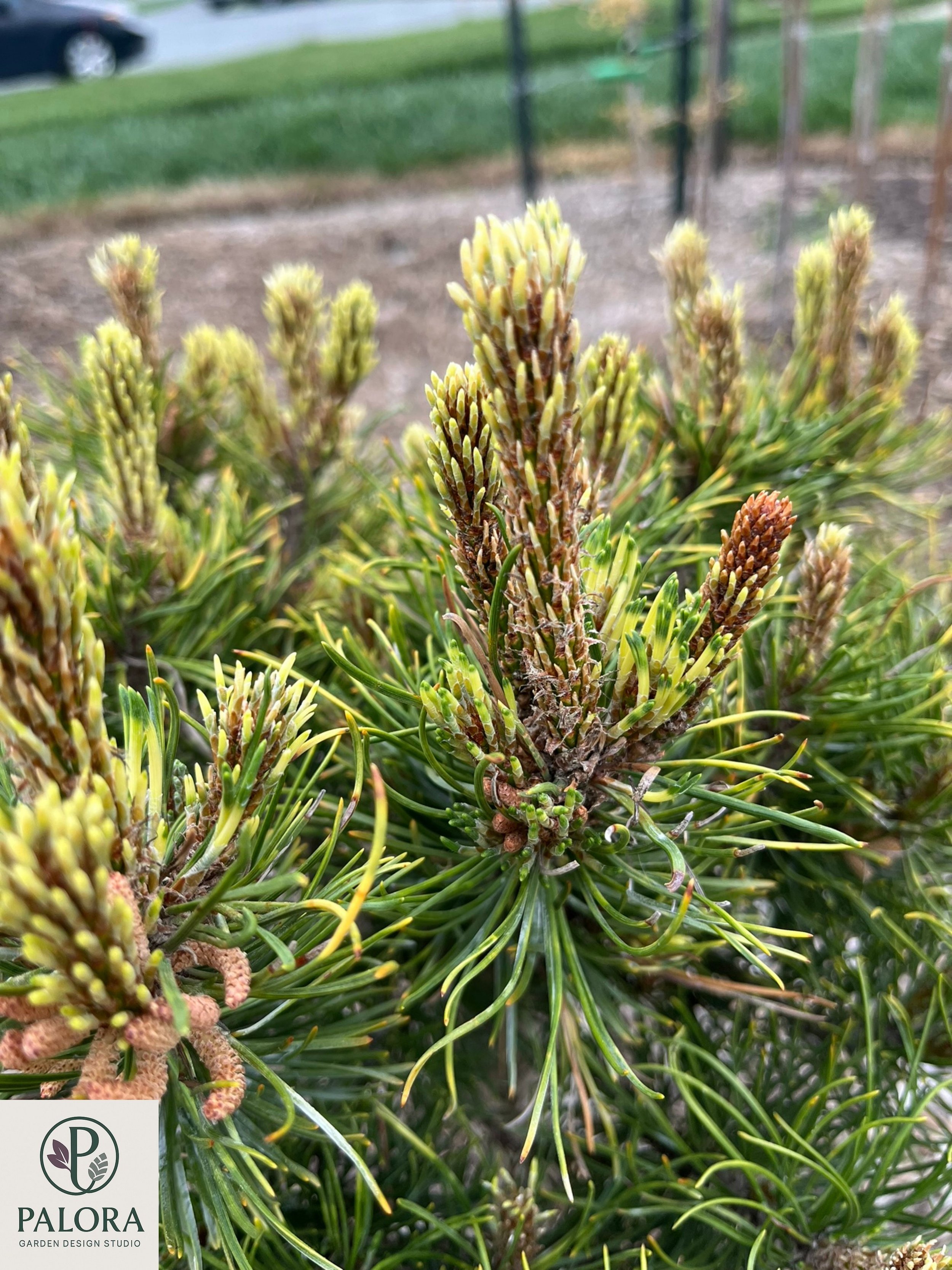 Pinus mugo 'Sunshine' (2).jpg
