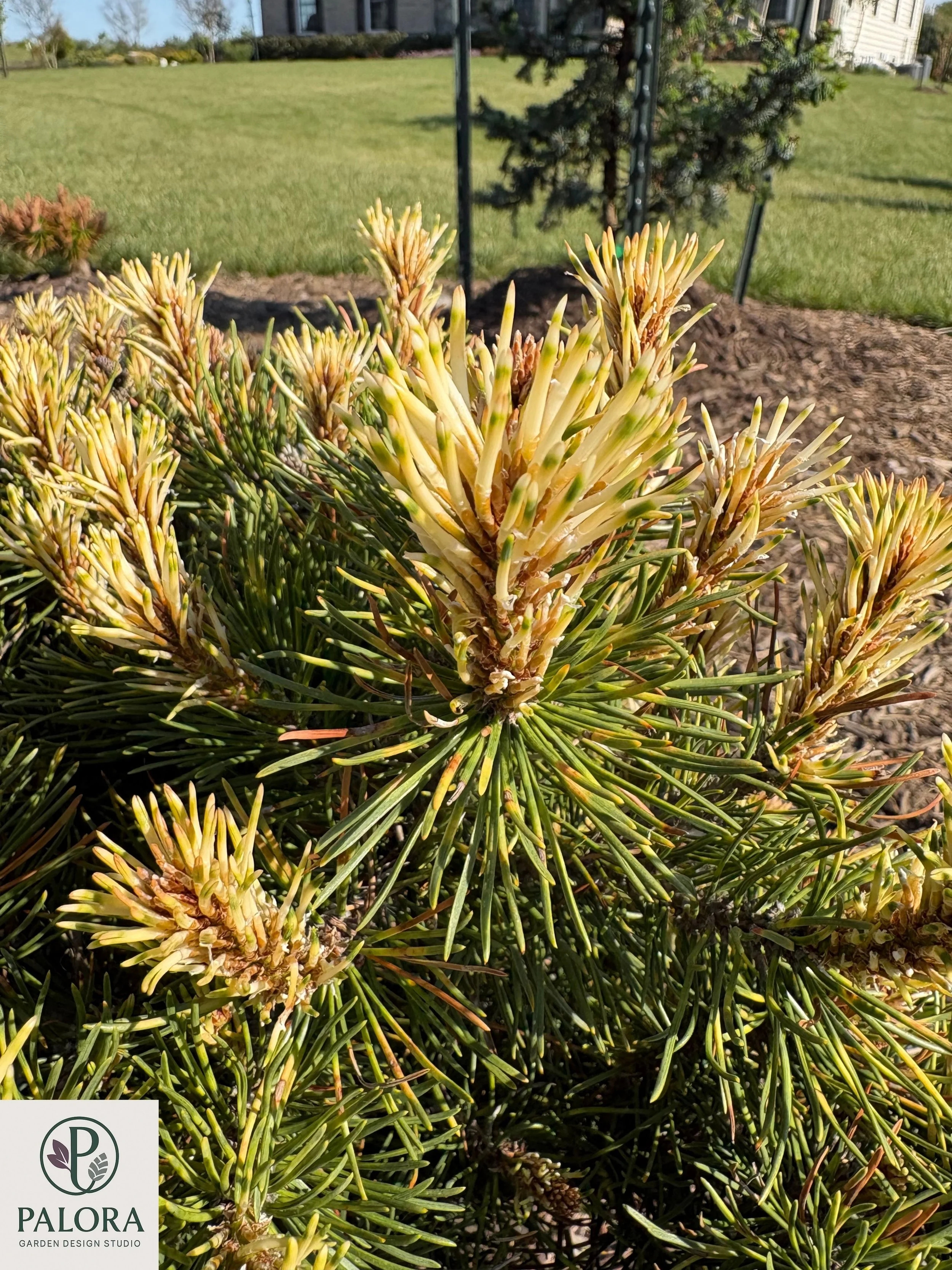 Pinus mugo 'Sunshine' (1).jpg