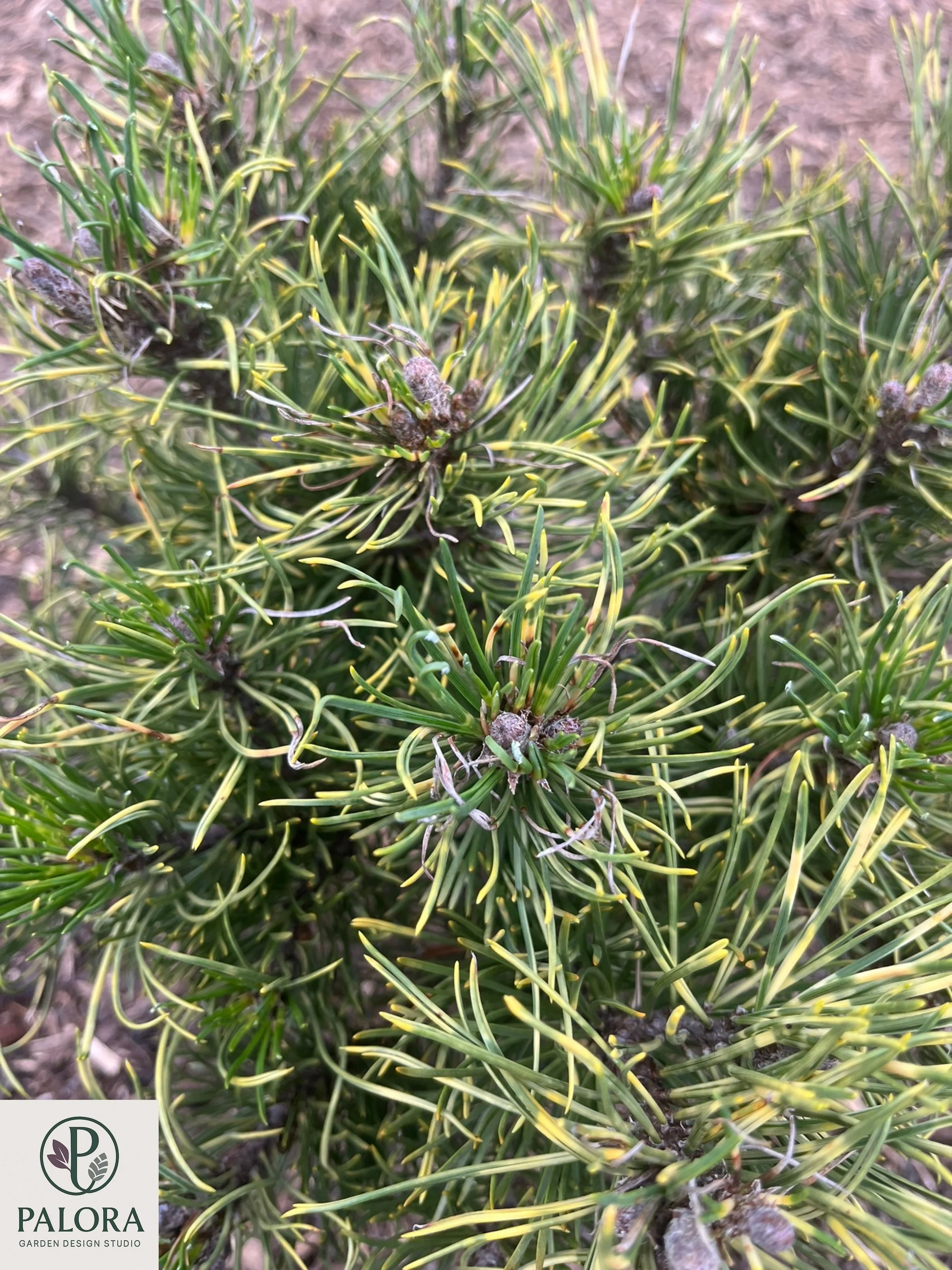 Pinus mugo 'Sunshine' (4).jpg