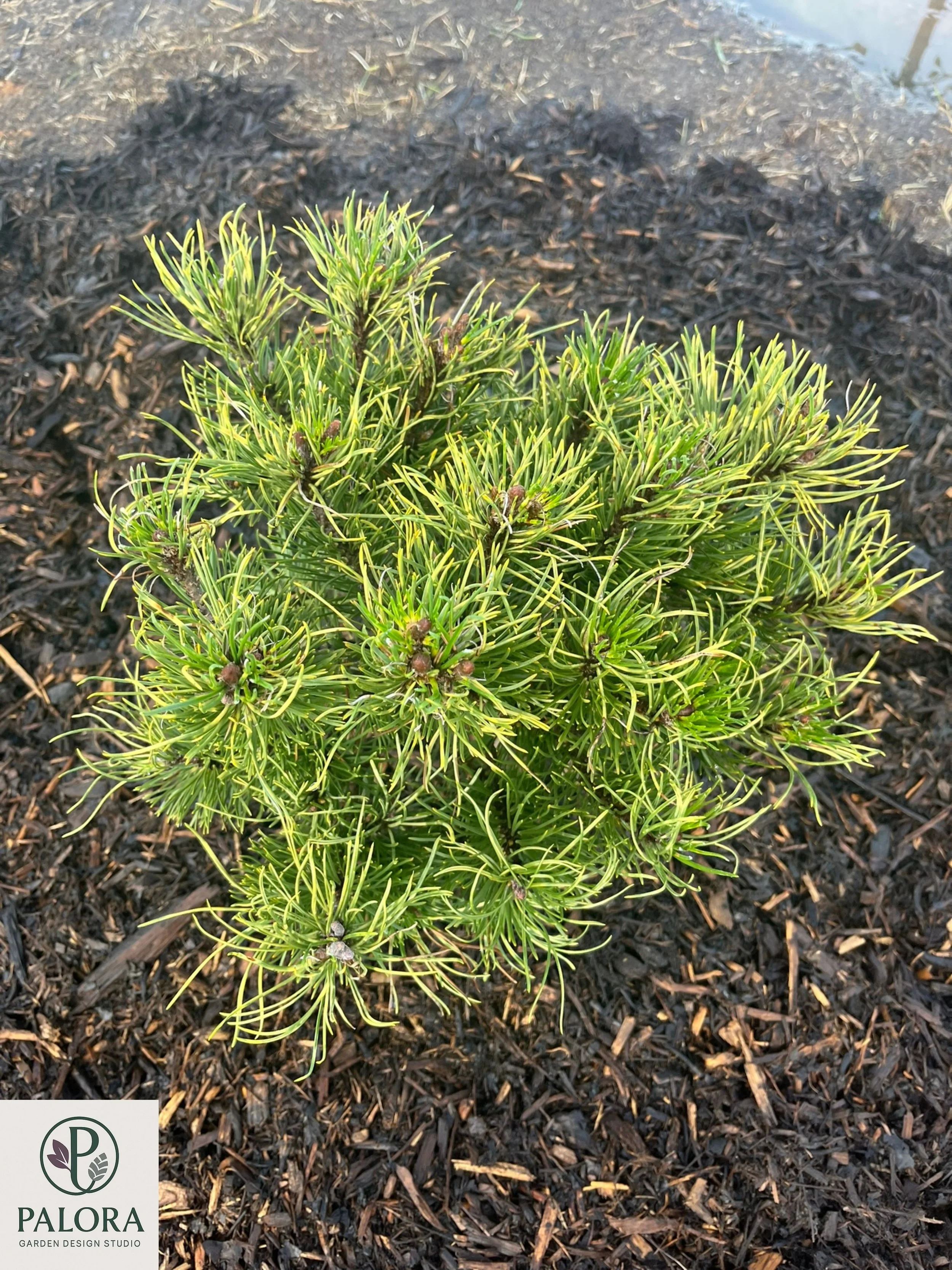 Pinus mugo 'Sunshine' (3).jpg