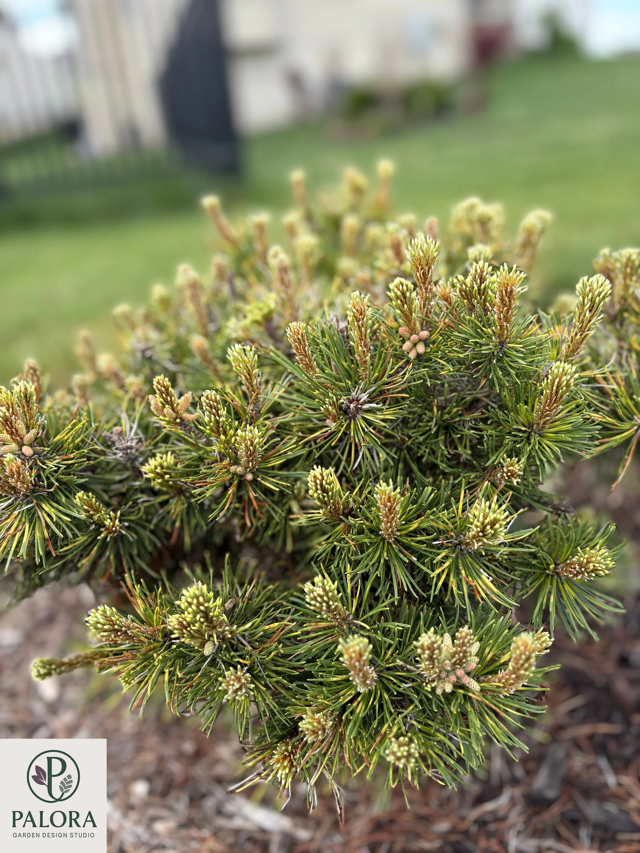 Pinus mugo 'Sunshine' (6).jpg