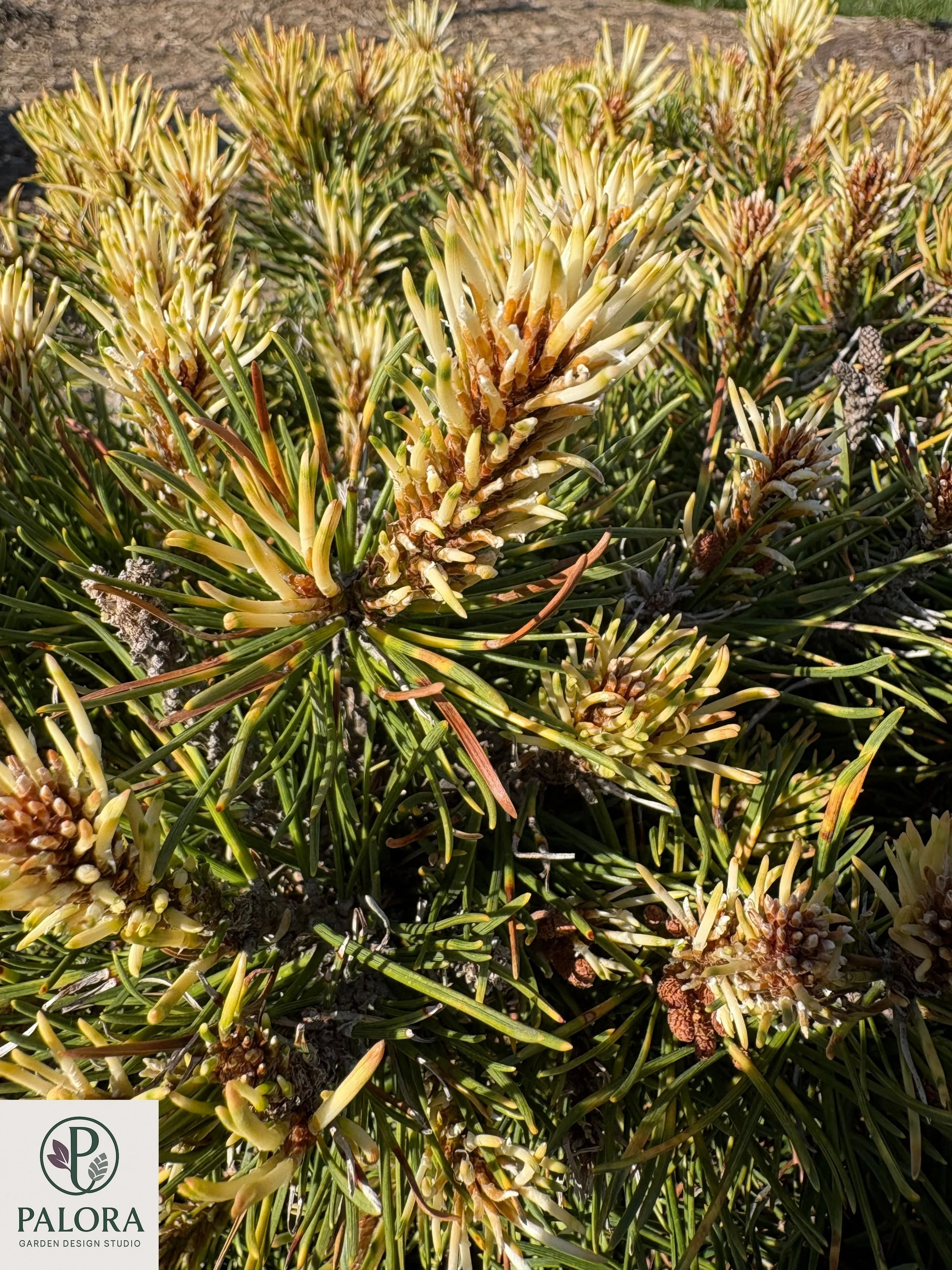 Pinus mugo 'Sunshine' (5).jpg