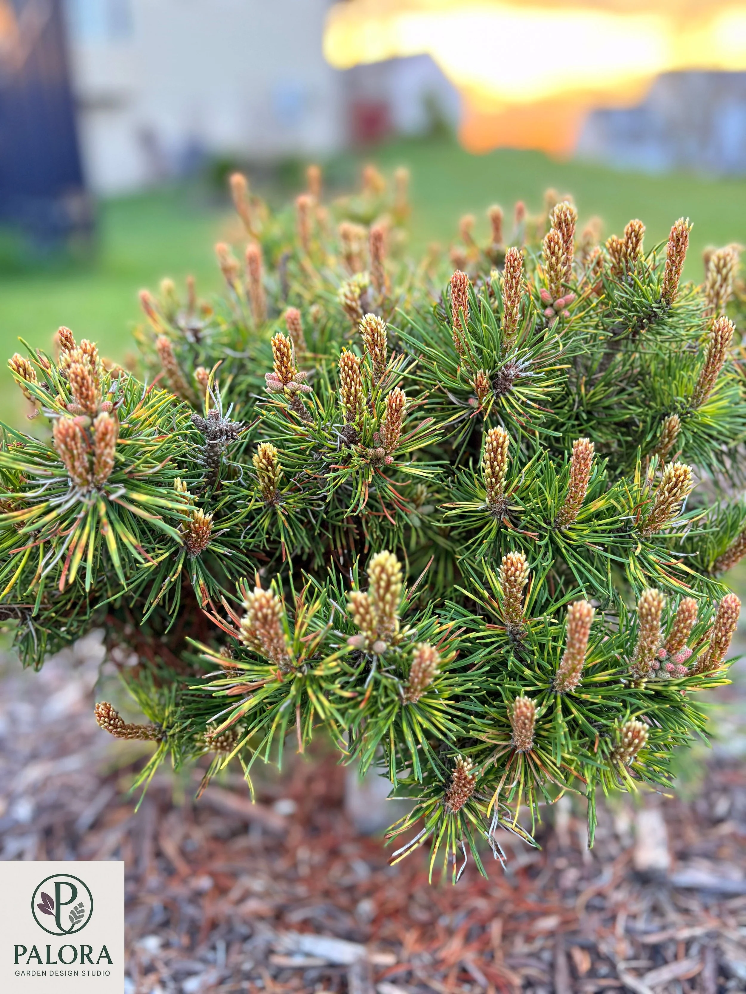 Pinus mugo 'Sunshine' (8).jpg