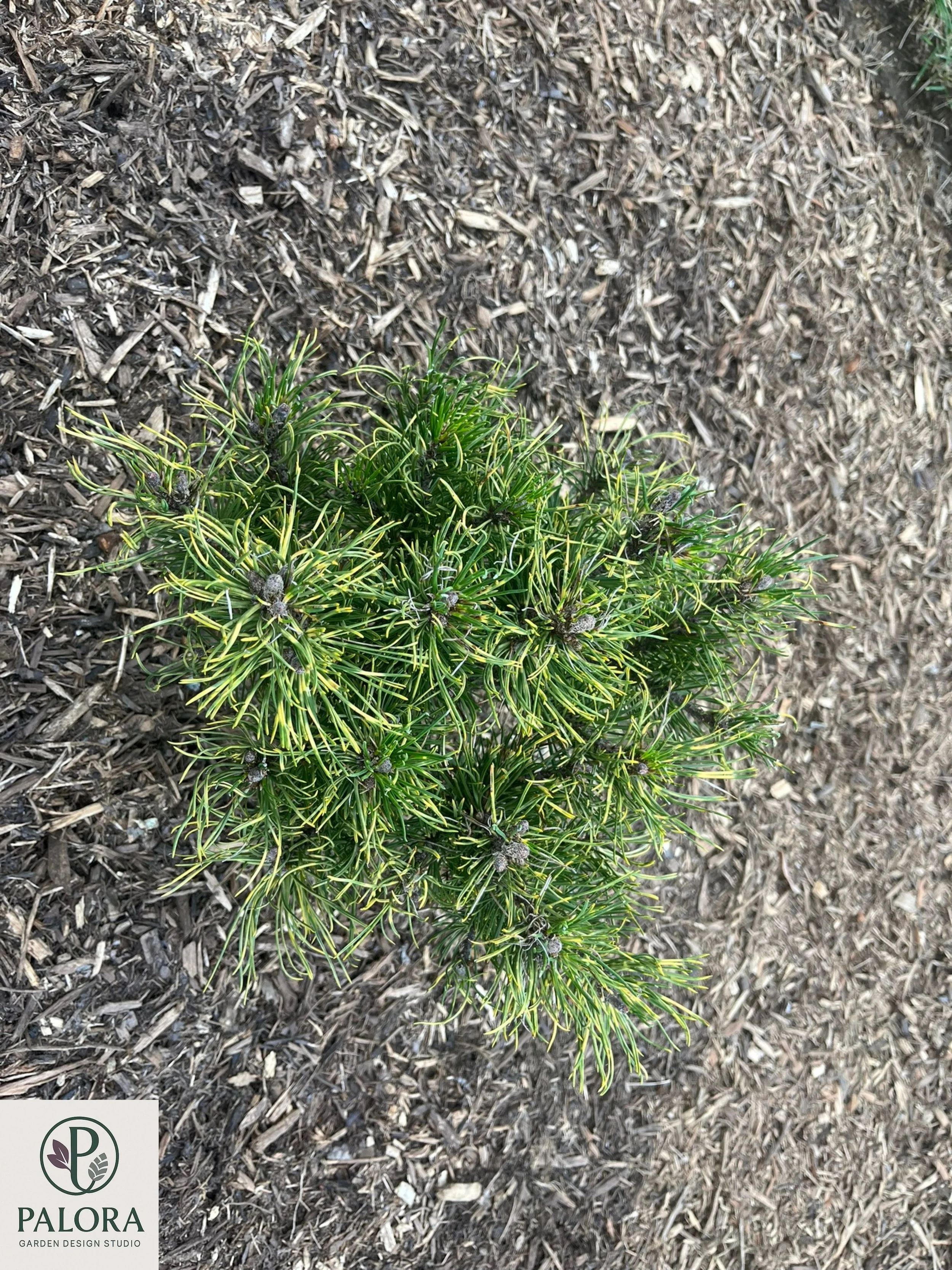 Pinus mugo 'Sunshine' (9).jpg