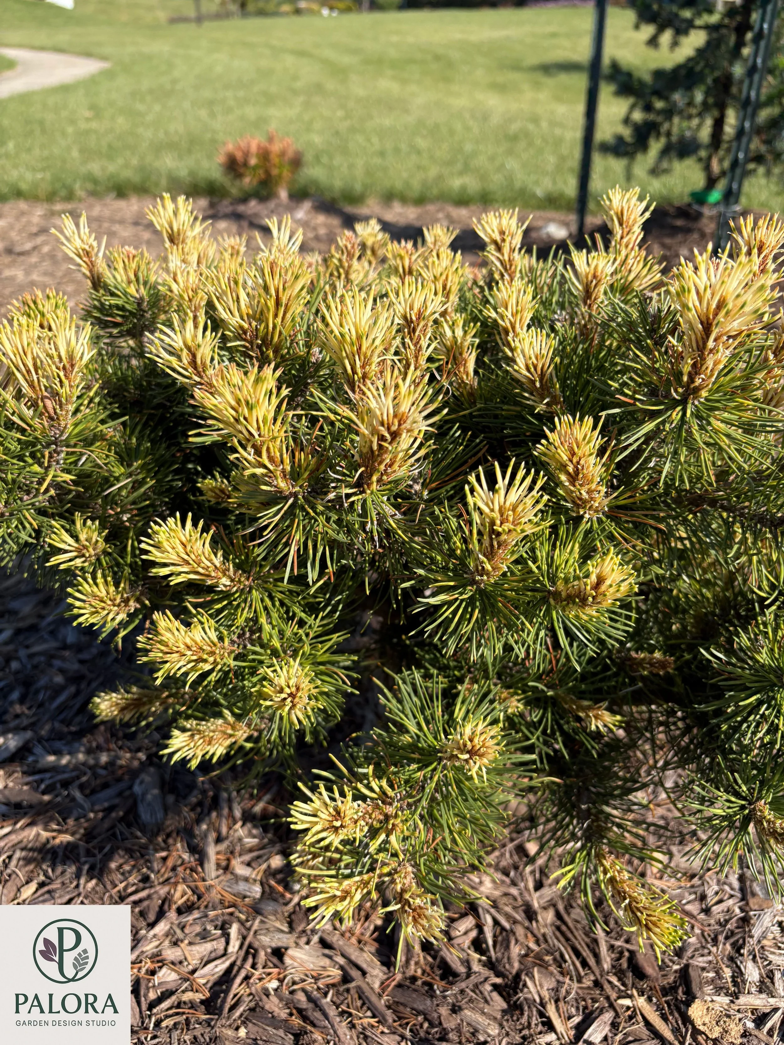 Pinus mugo 'Sunshine'