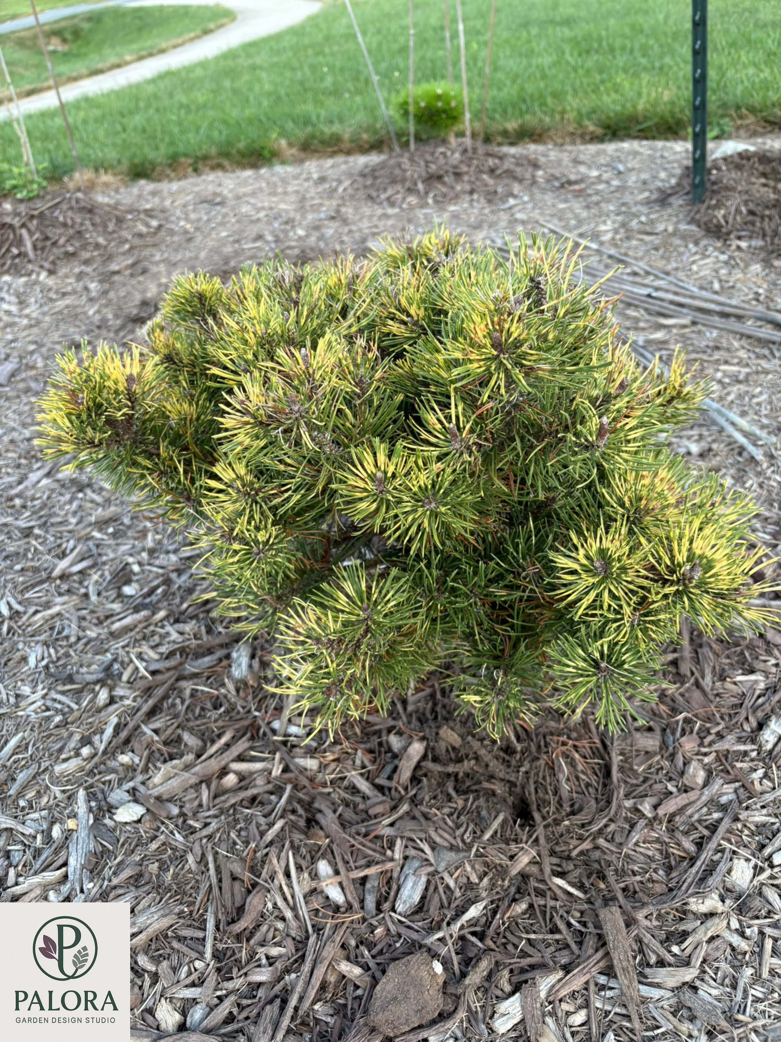 Pinus mugo 'Sunshine' (11).jpg
