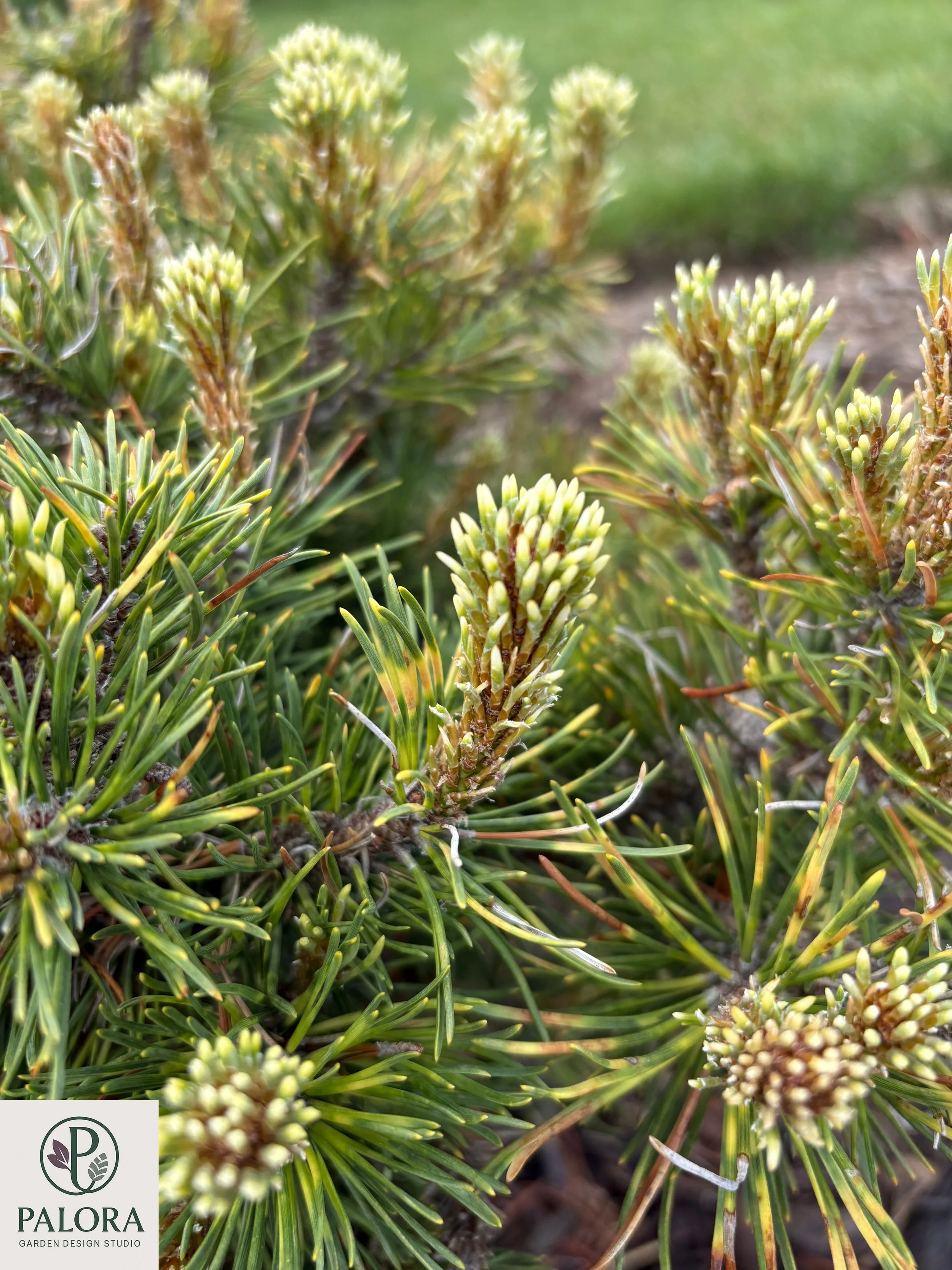 Pinus mugo 'Sunshine' (7).jpg
