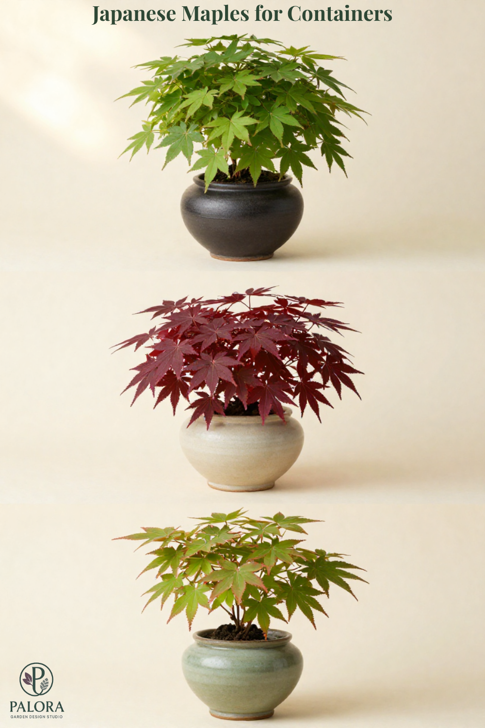 Japanese Maples for Containers: Terrace and Patio Design in Zone 7-9