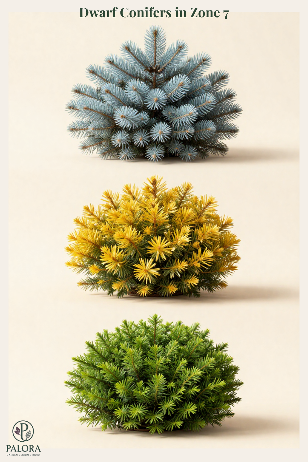 Best Dwarf Conifers for Small Front Yards in Zone 7