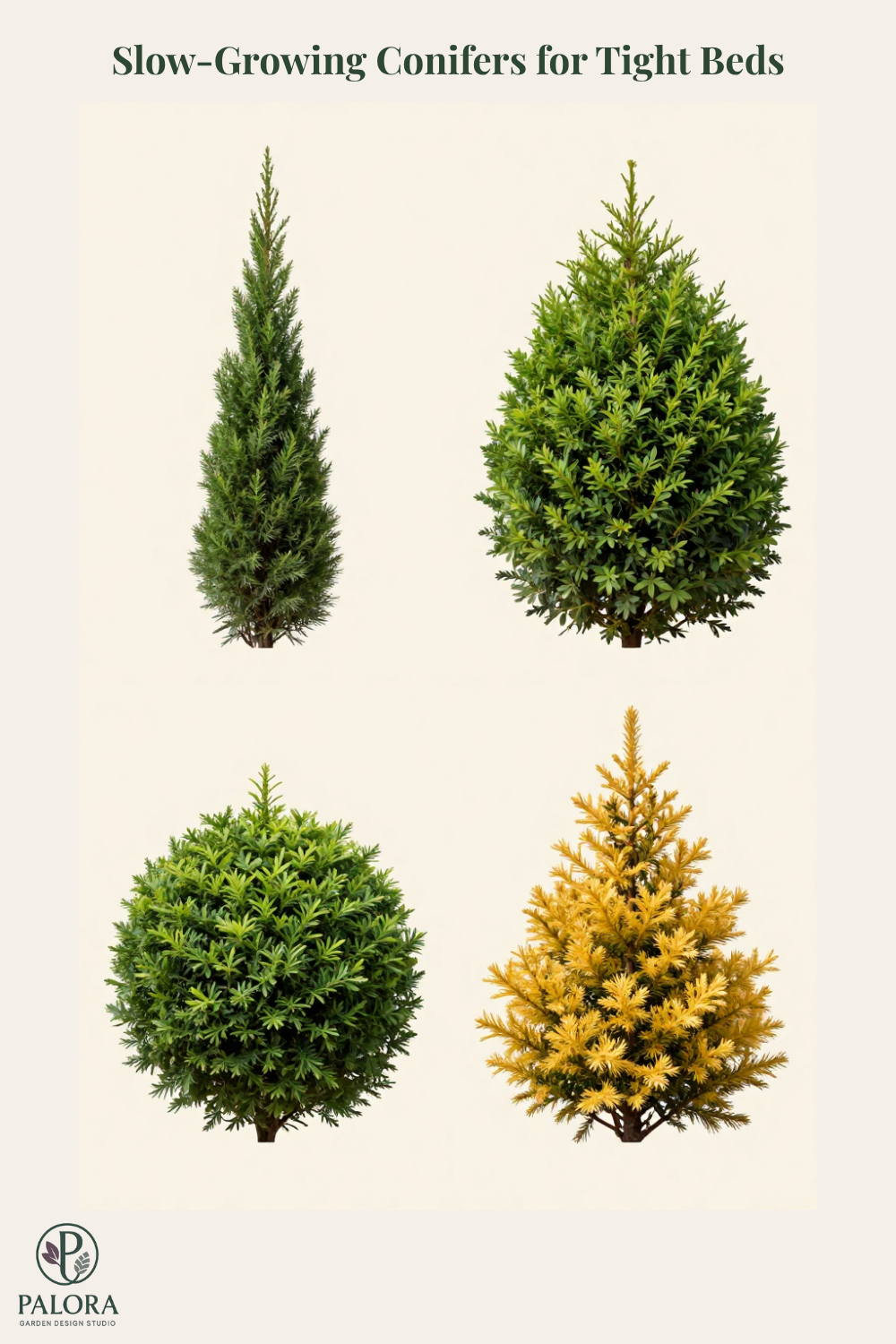 Slow-Growing Conifers for Tight Beds in Zone 7