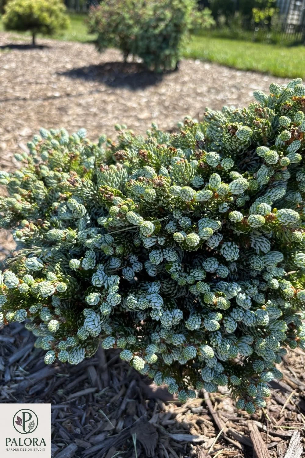 Abies-koreana-icebreaker (1).jpg