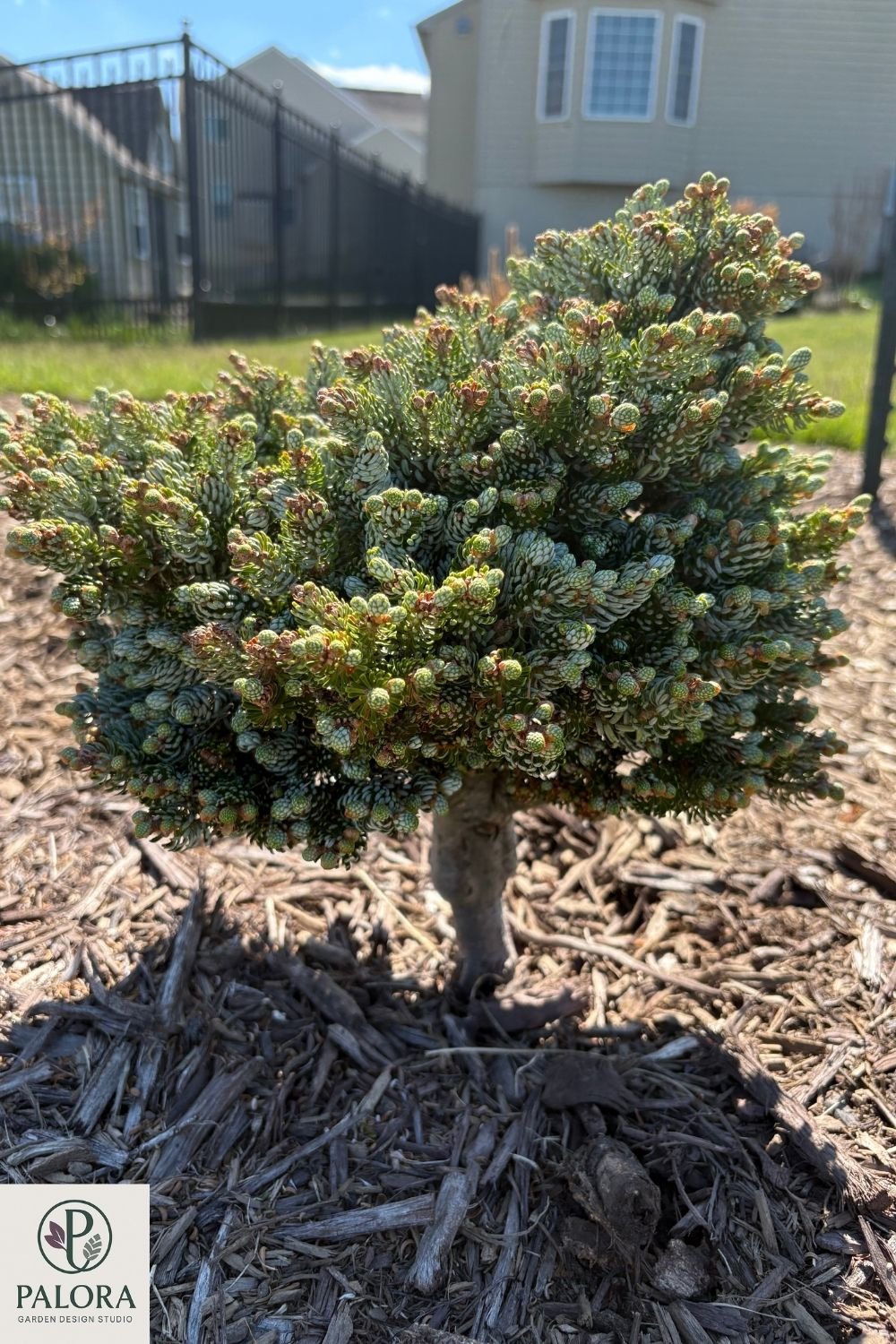 Abies-koreana-icebreaker (5).jpg