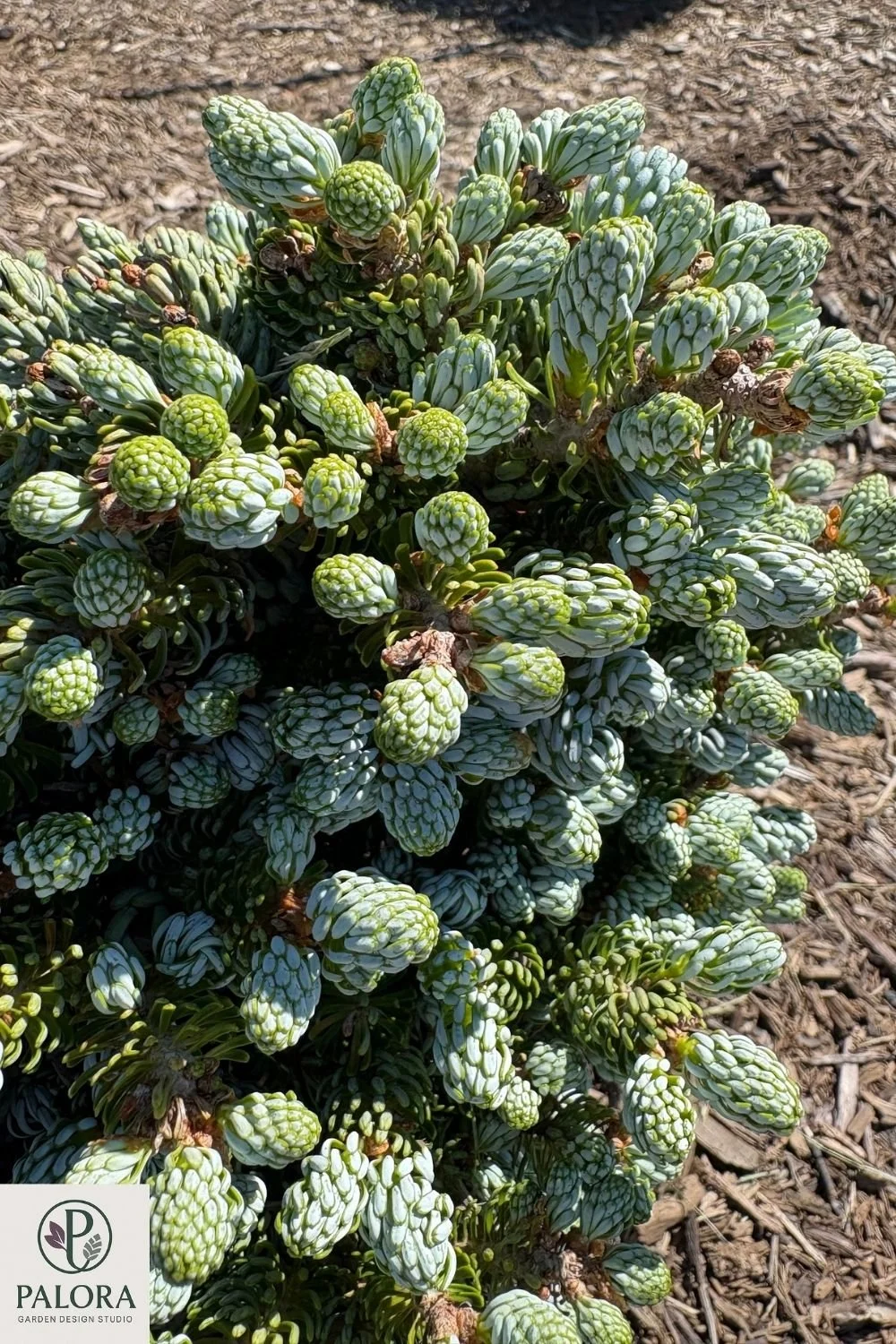 Abies-koreana-icebreaker (9).jpg