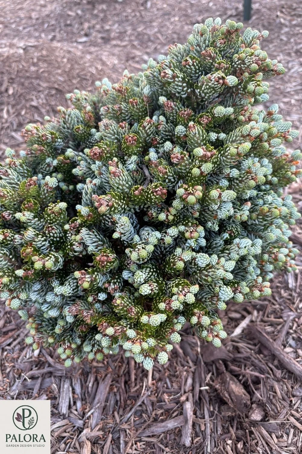 Abies-koreana-icebreaker (15).jpg