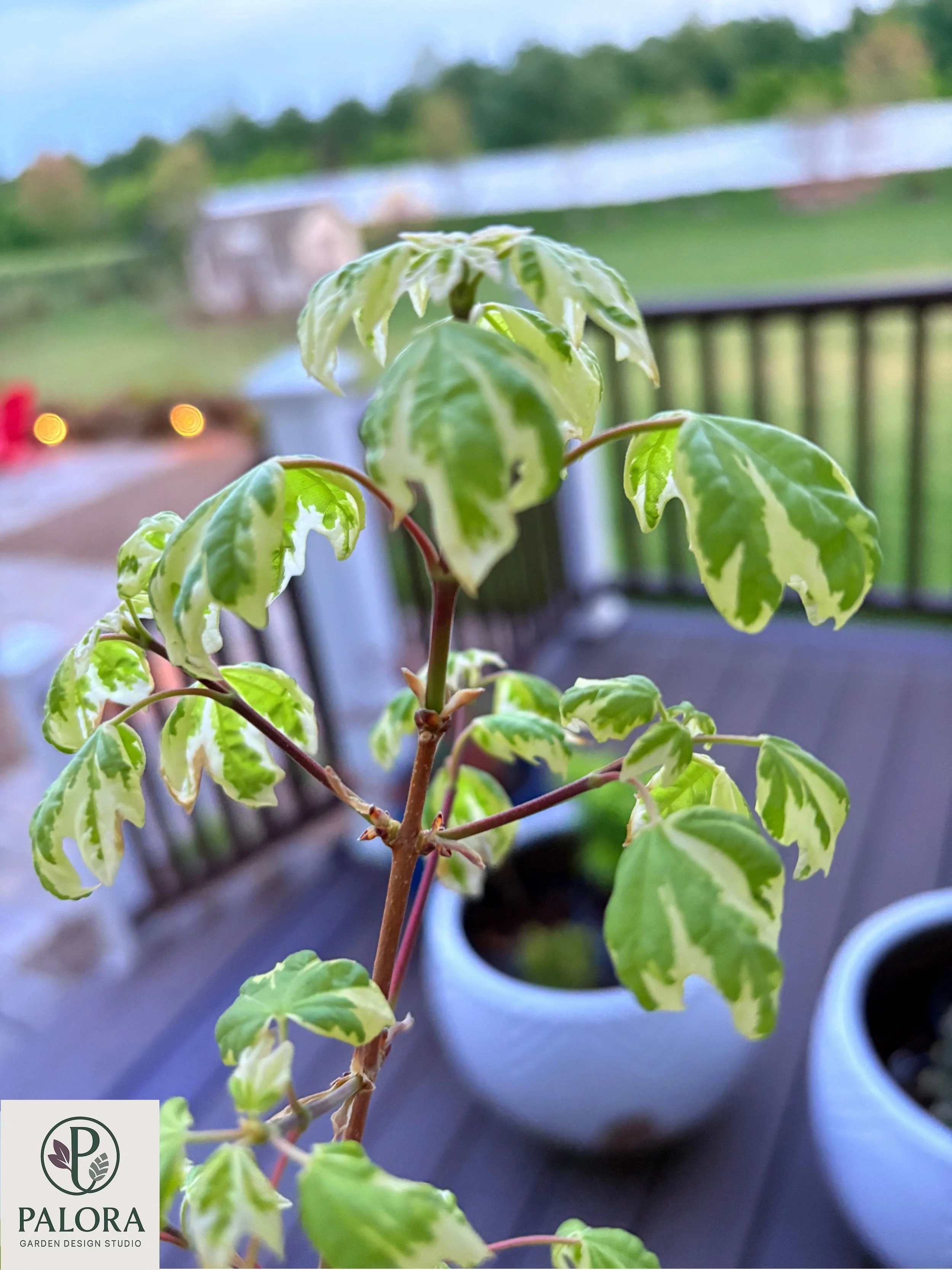 Acer campestre 'Carnival' (3).jpg