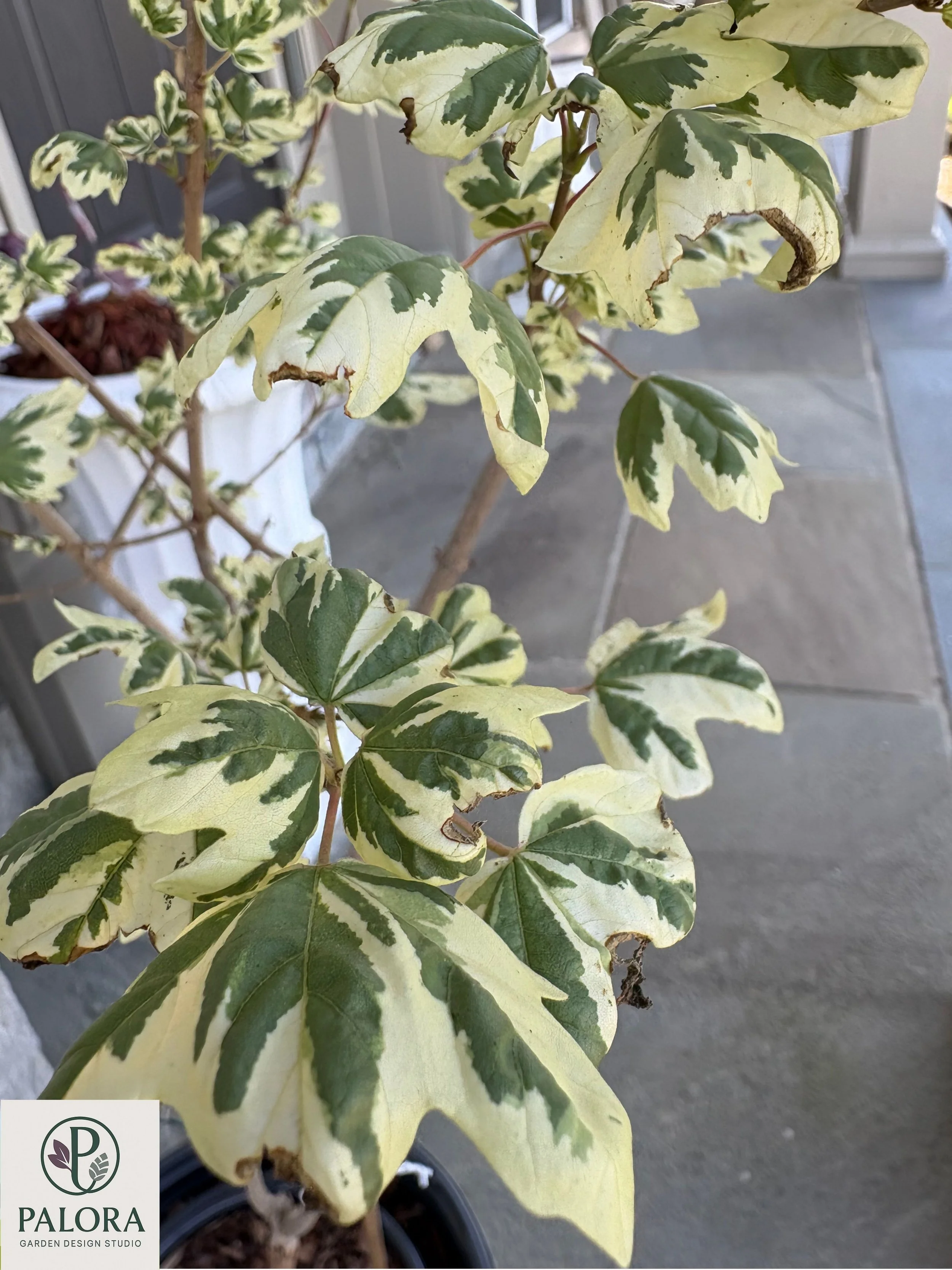 Acer campestre 'Carnival' (4).jpg