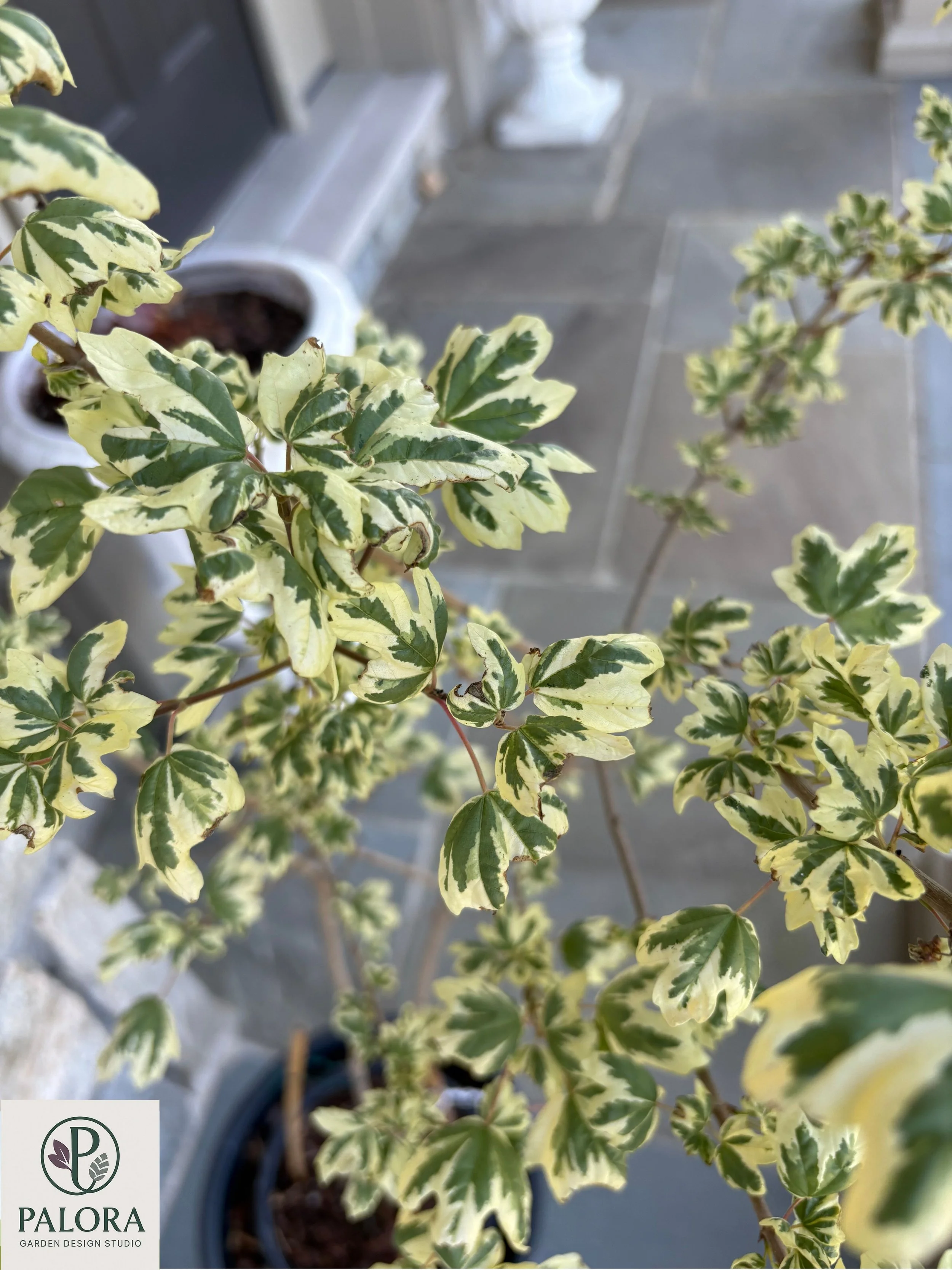 Acer campestre 'Carnival' (5).jpg